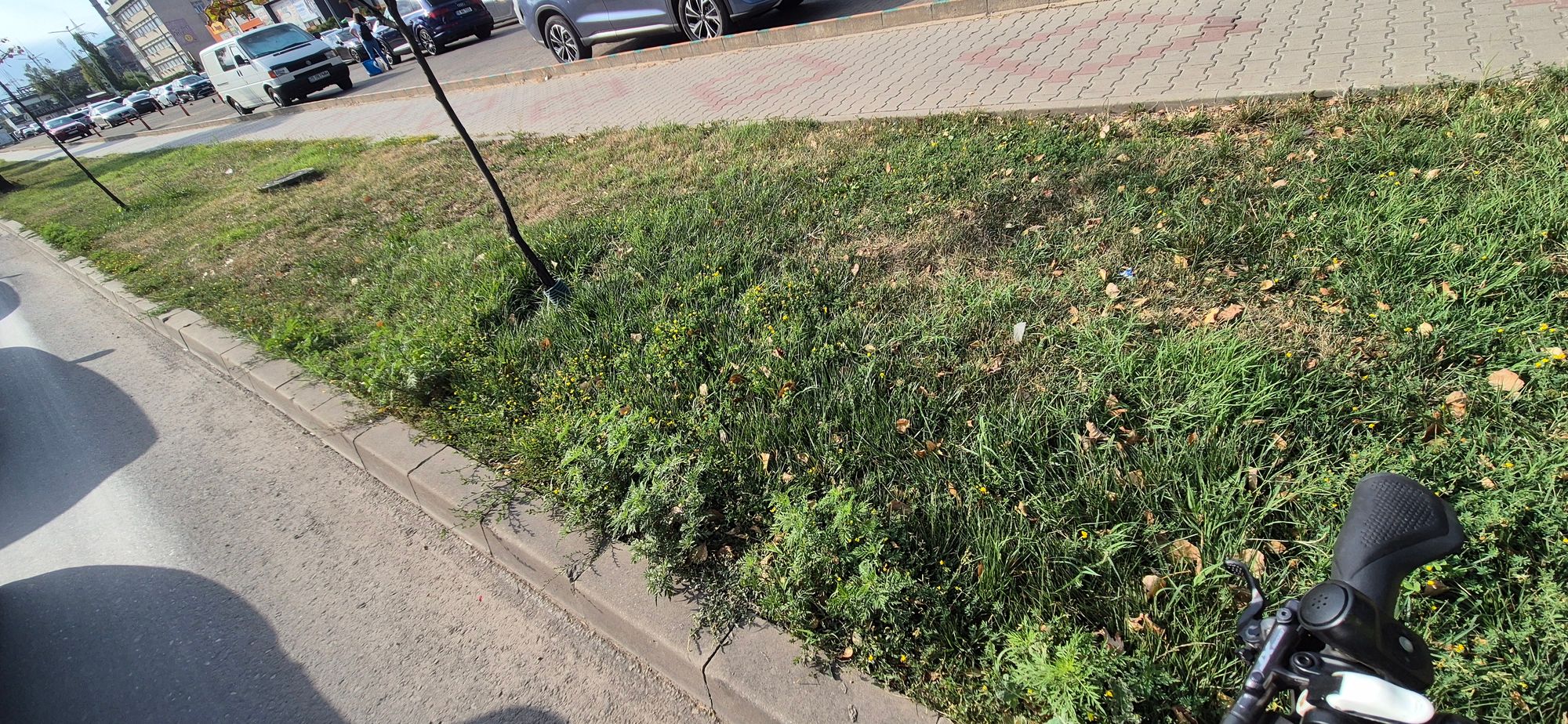 Ambrozie in Strada Bucium 36, Iași, Municipiu Iași, Județul Iași - 20260812_171657.jpg