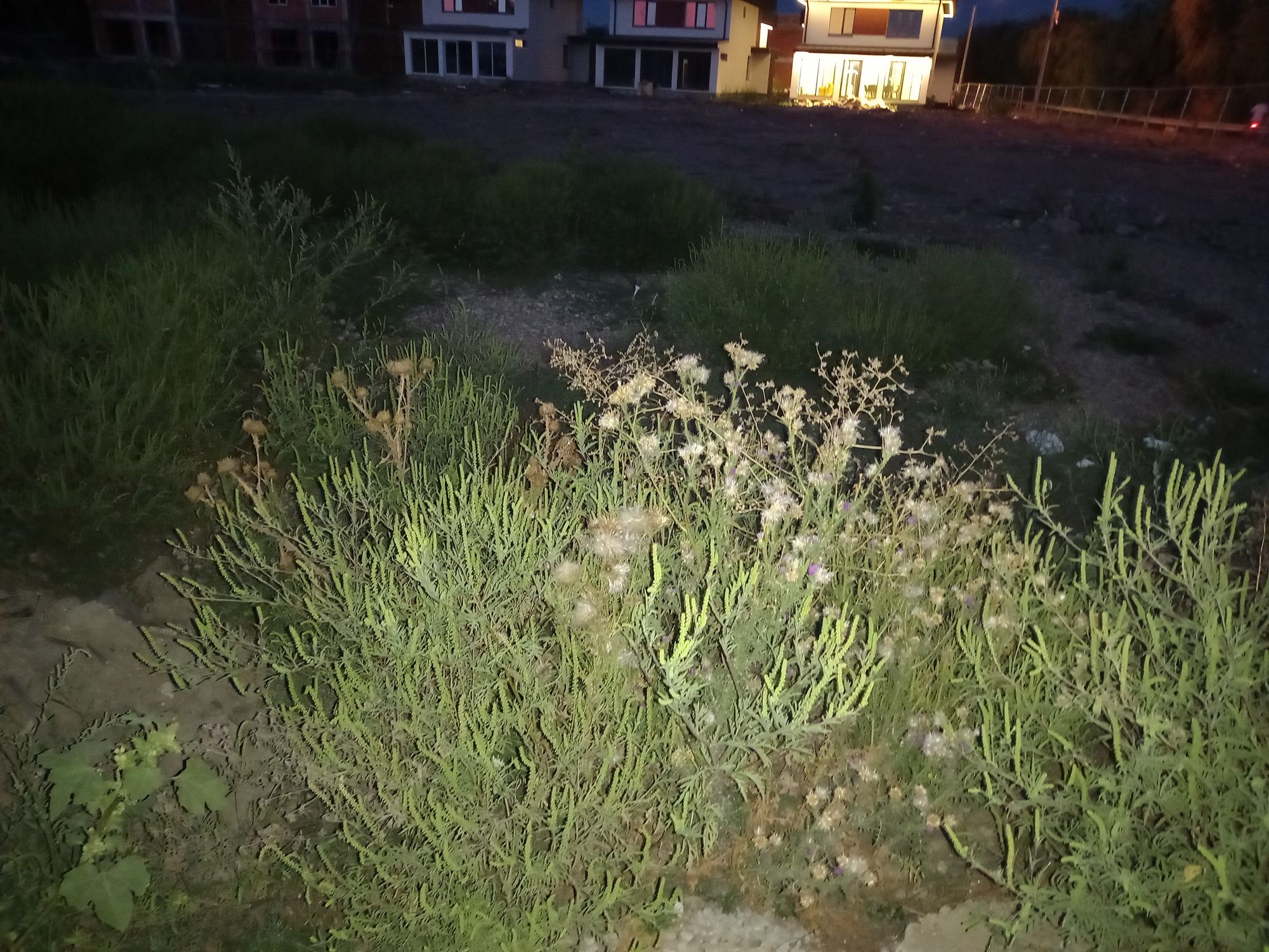 Ambrozie in Tunari, Comuna Tunari, Județul Ilfov - 1693588952520803277422853084991.jpg