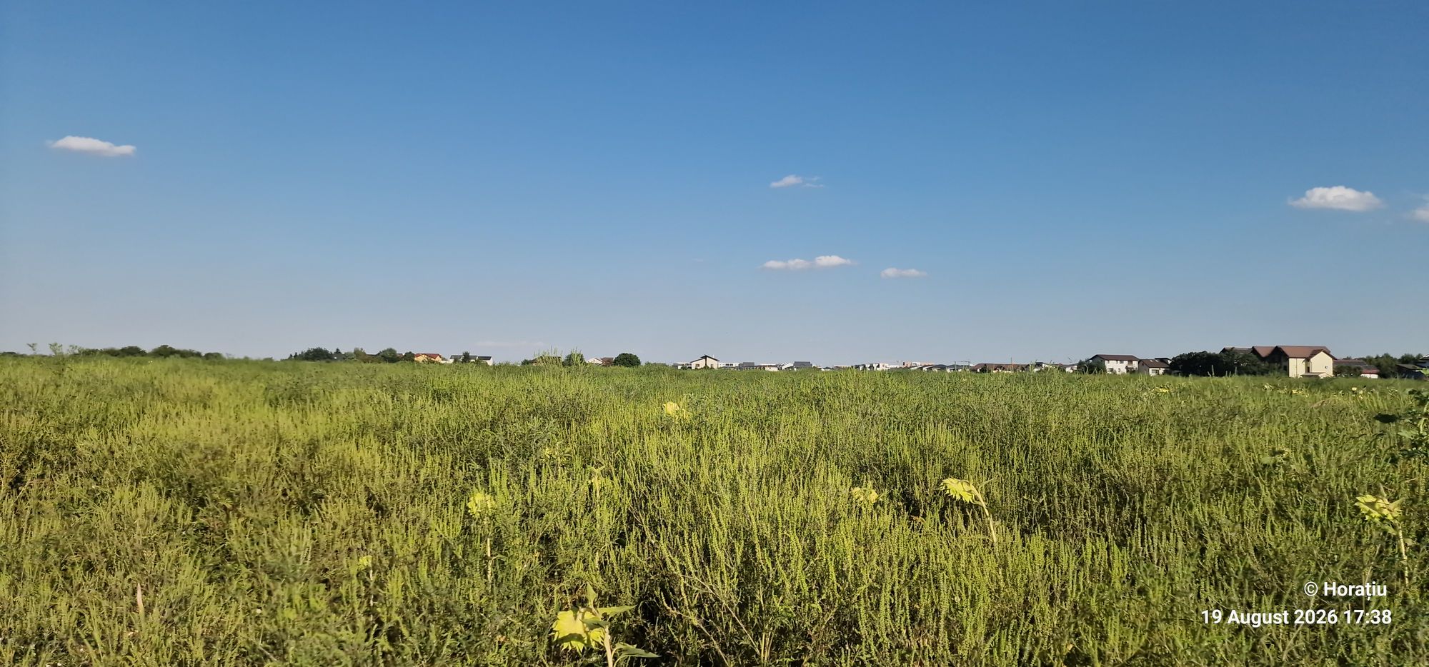 Ambrozie in Otopeni, Oraș Otopeni, Județul Ilfov