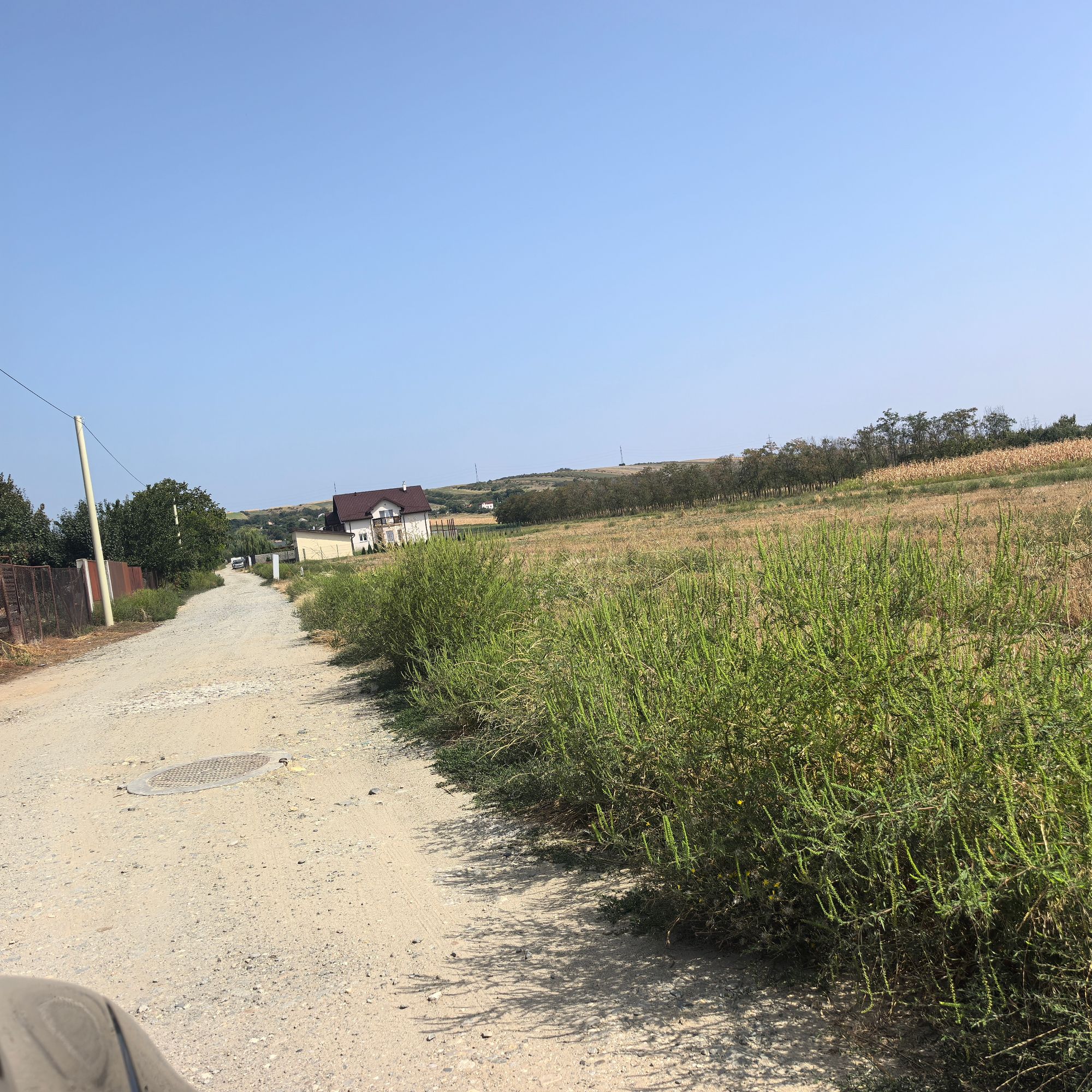 Ambrozie in Strada Mihai Eminescu 32, Șimnicu de Sus, Comuna Șimnicu de Sus, Județul Dolj