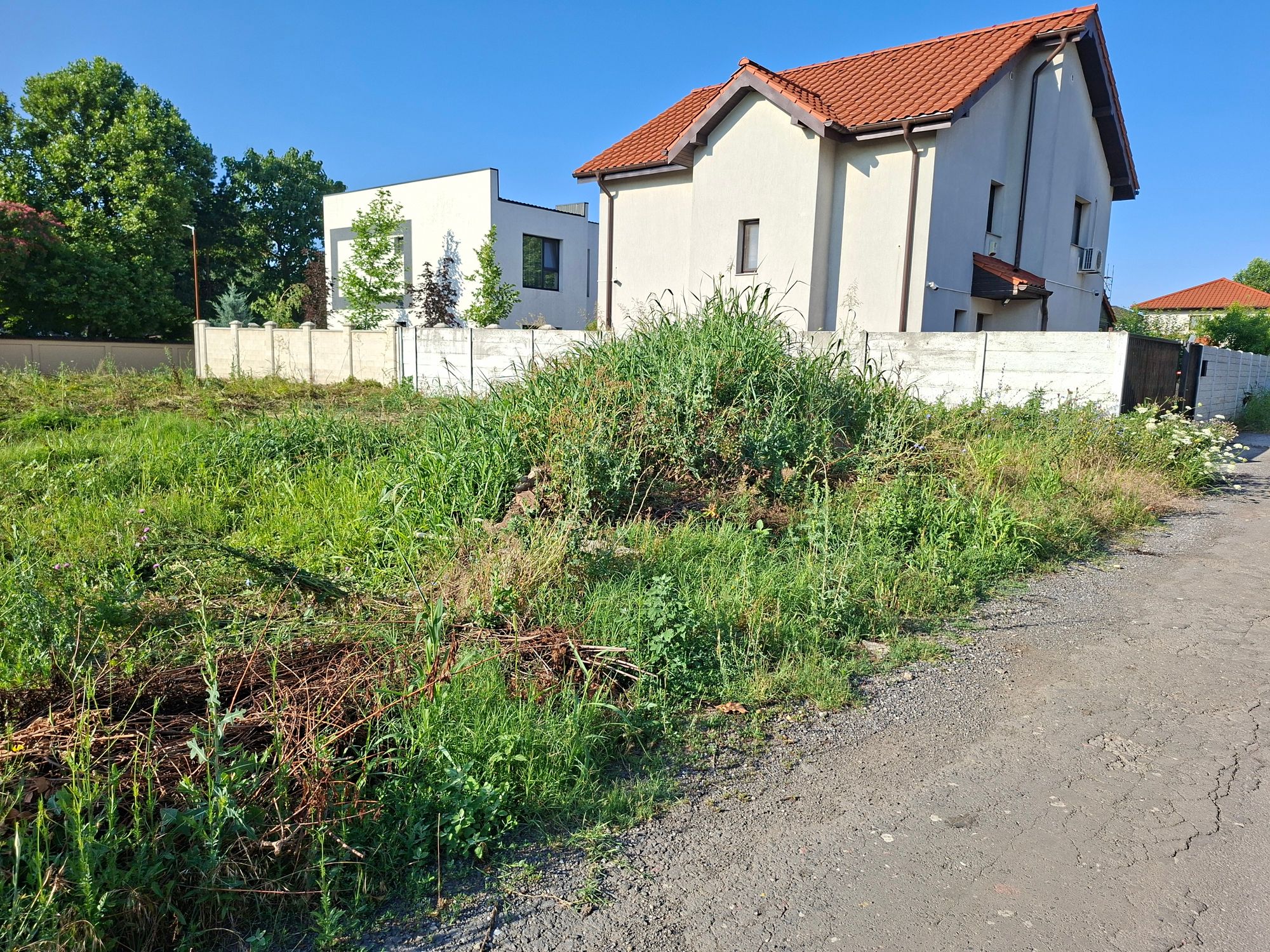 Ambrozie in Strada Mărgelelor 077025, Bragadiru, Oraș Bragadiru, Județul Ilfov - 20260706_082021.jpg