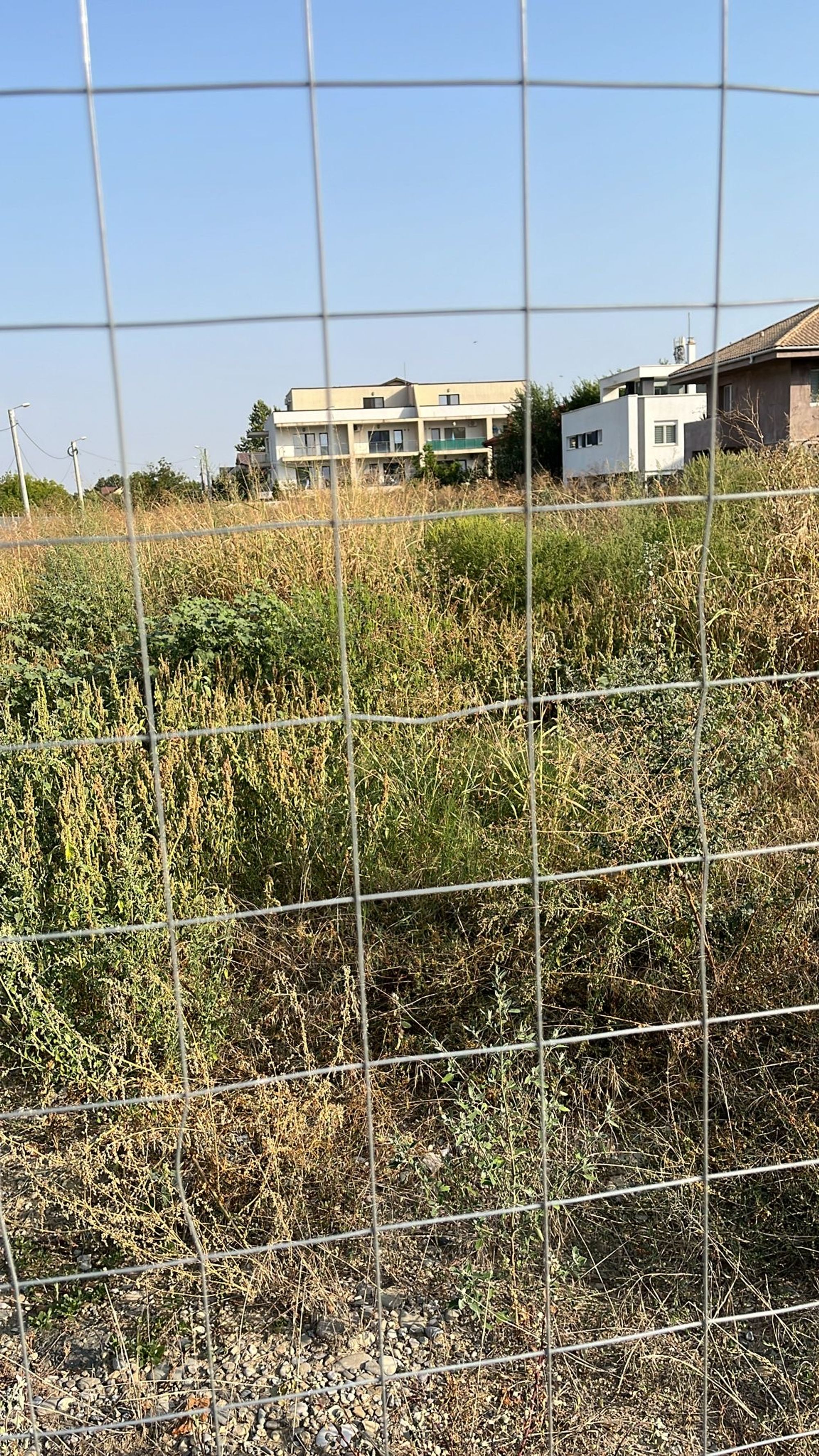 Ambrozie in Strada Nichita Stănescu 10, Otopeni, Oraş Otopeni, Județul Ilfov - 9fa98393-bb95-4c01-9999-a4a296252e75.jpeg