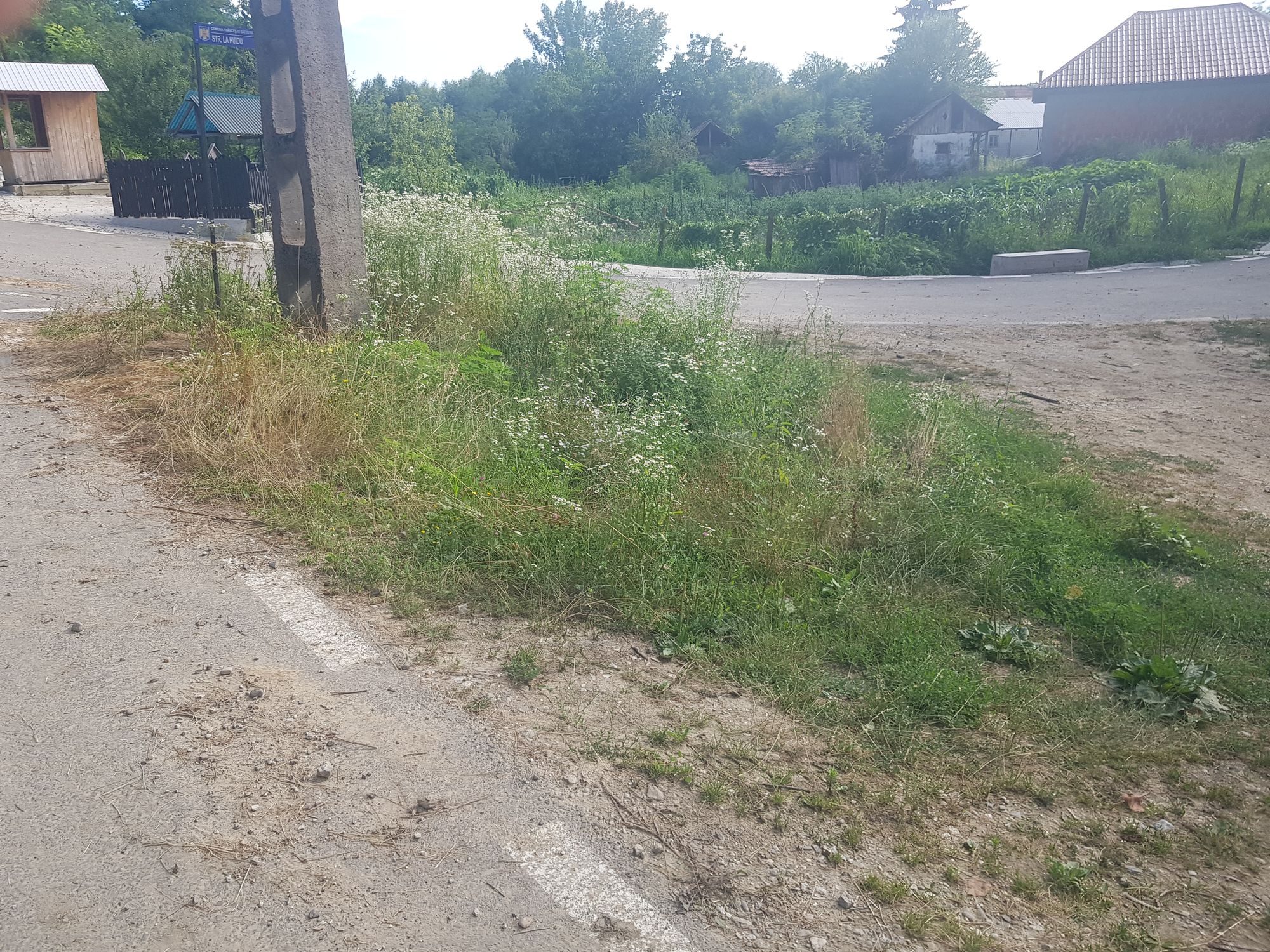 Ambrozie in Băluţoaia, Comuna Frâncești, Județul Vâlcea - 17834348192949045229193999496494.jpg