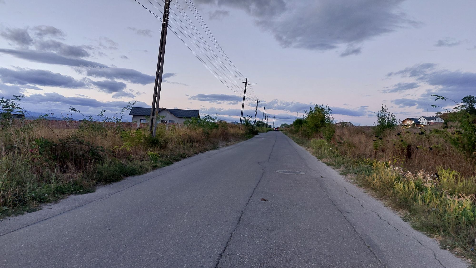 Ambrozie in Calea Unirii 275, Boldești-Scăeni, Oraş Boldeşti-scăeni, Județul Prahova