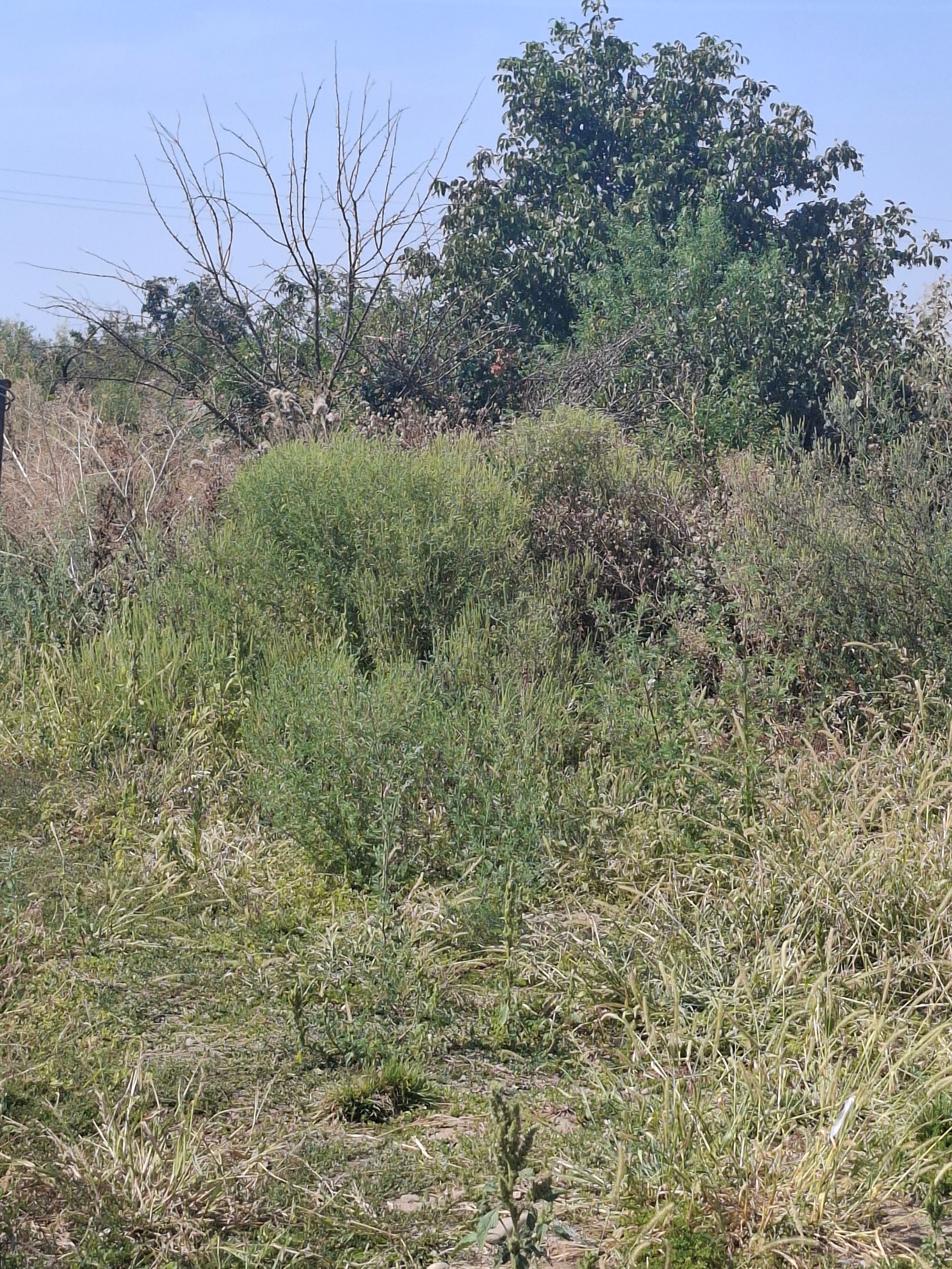 Ambrozie in Șoseaua Odăii 20, Otopeni, Oraş Otopeni, Județul Ilfov - 20250909_124449.jpg