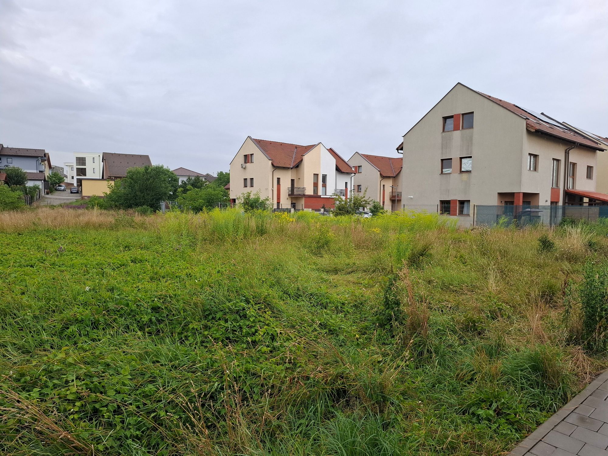 Ambrozie in Strada Cornel Medrea 16, Șelimbăr, Comuna Șelimbăr, Județul Sibiu