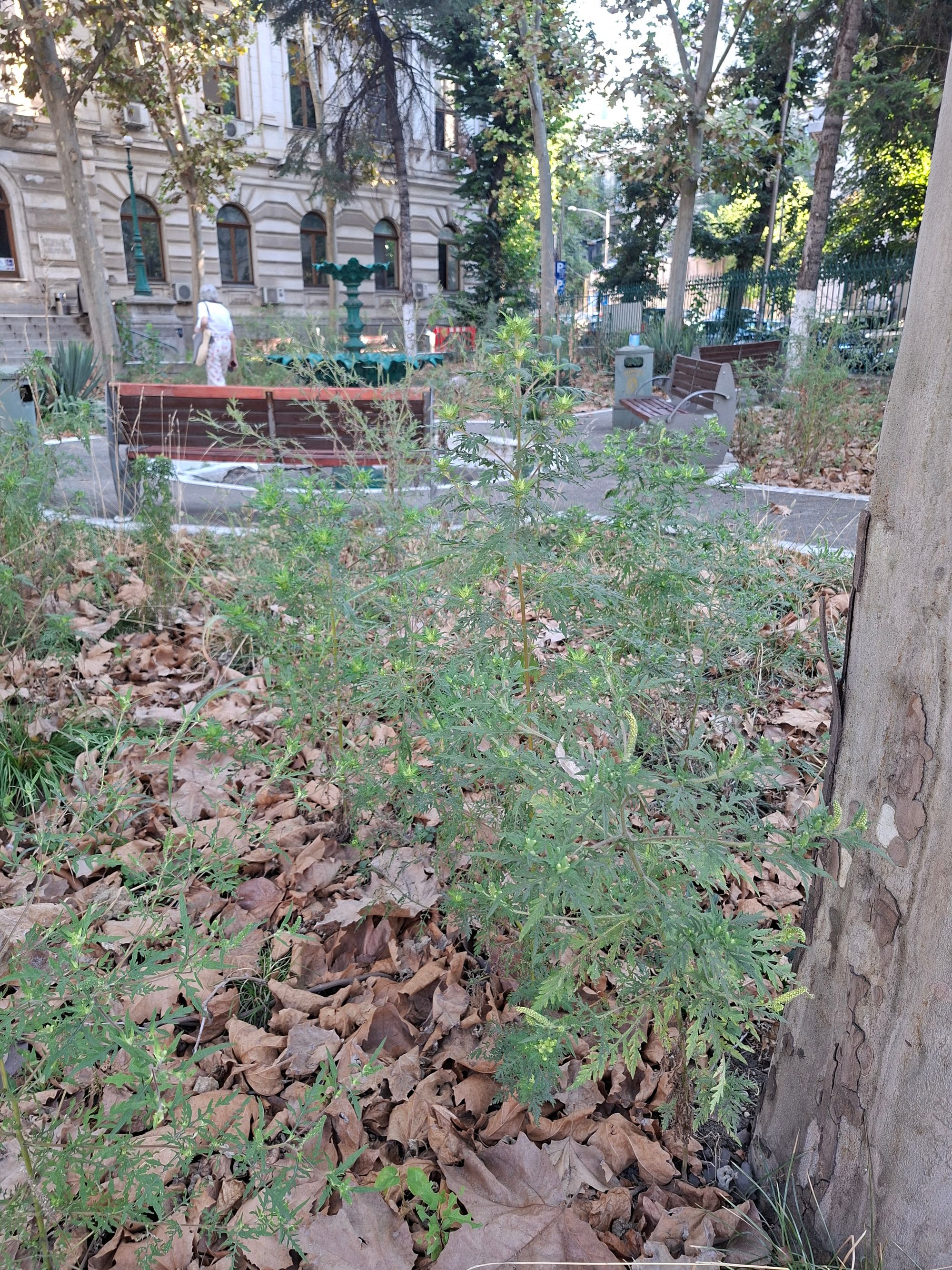 Ambrozie in Strada Ilfov 6, București, Municipiul București - 1000246900.jpg