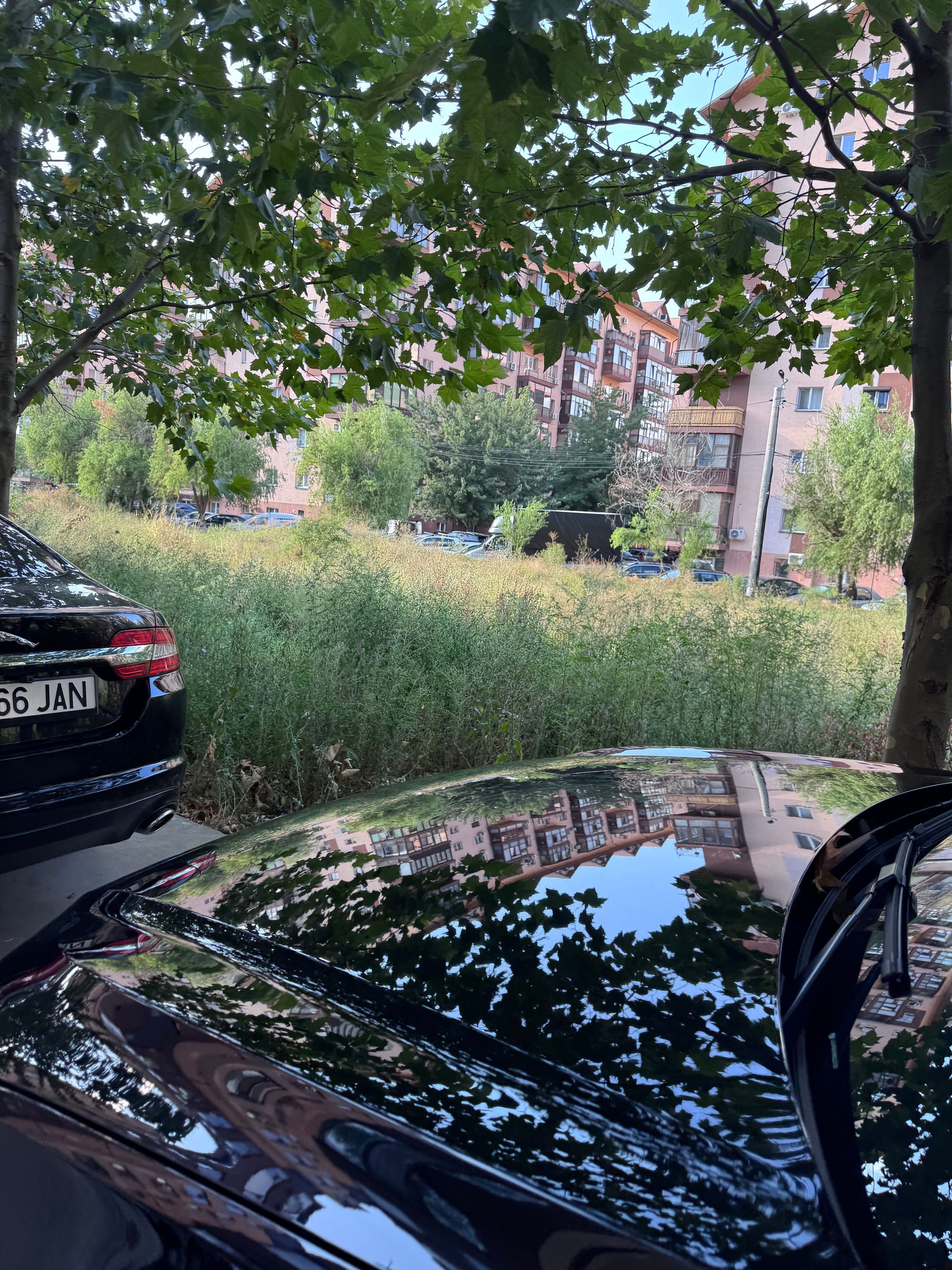 Ambrozie in Strada Rezervelor 56, Dudu, Comuna Chiajna, Județul Ilfov