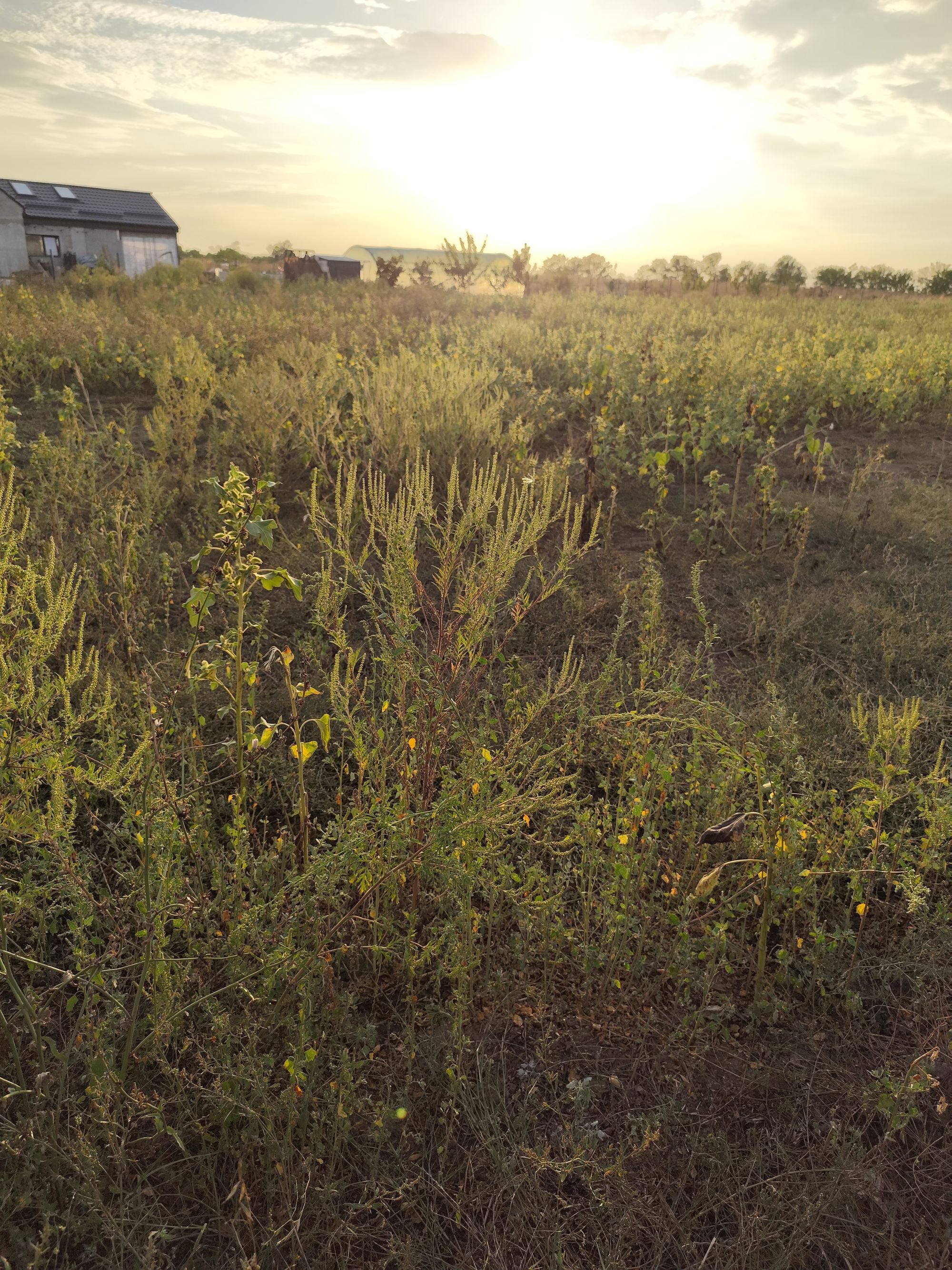 Ambrozie in Samurcași, Comuna Crevedia, Județul Dâmbovița - IMG_20250912_184759.jpg
