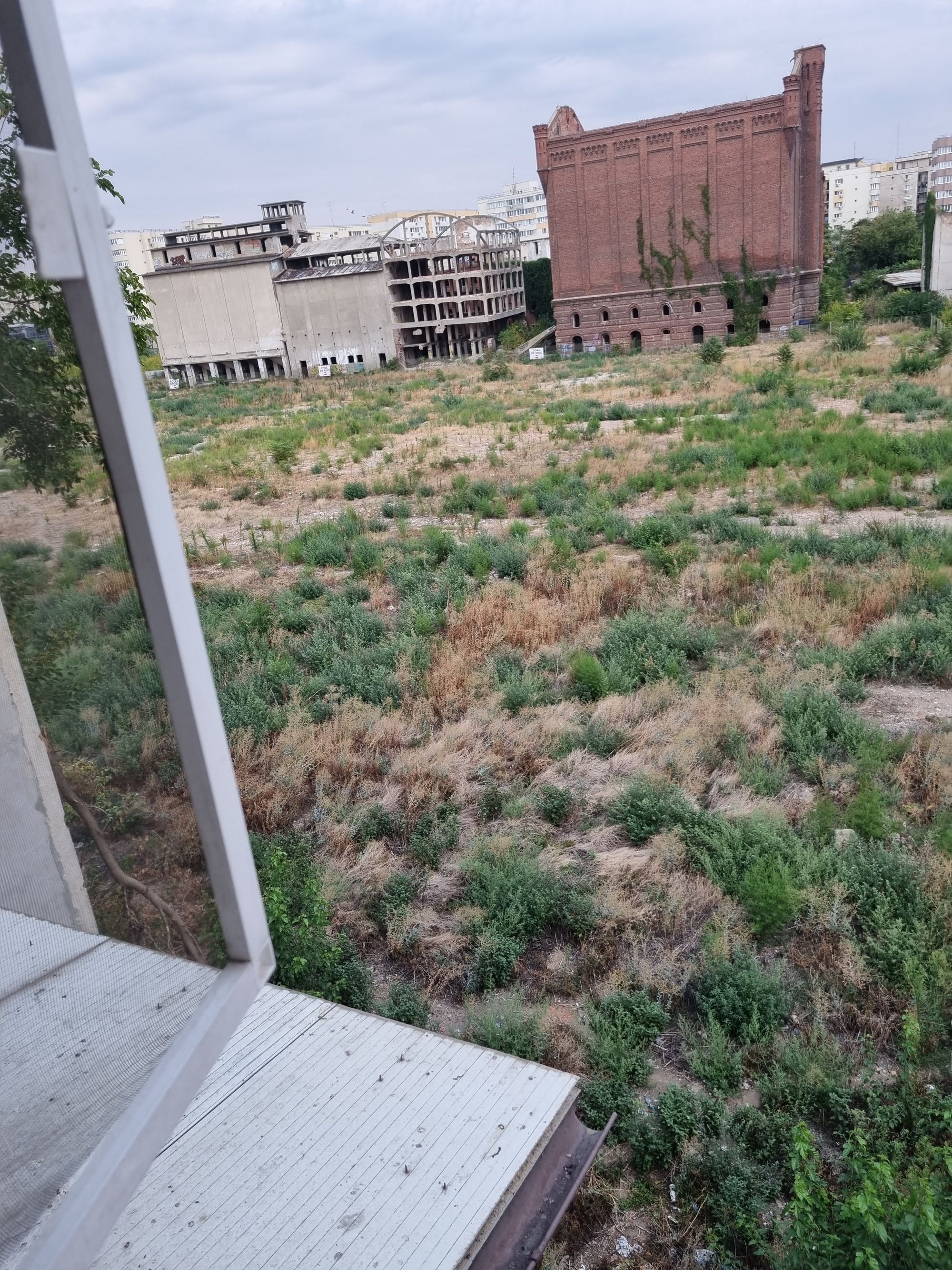 Ambrozie in Strada Silozului 1, București, Municipiul București - 20250910_184407.jpg