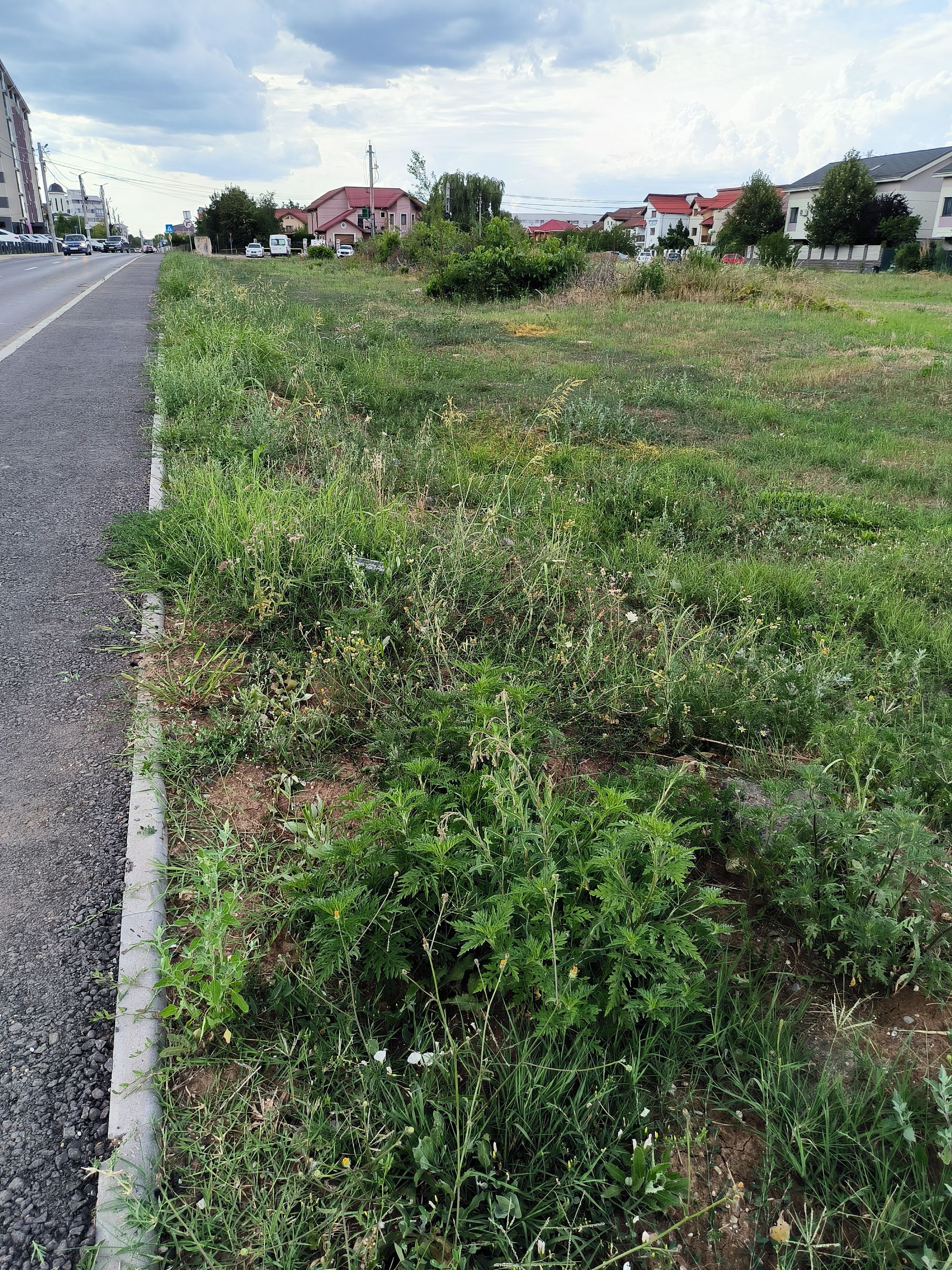 Ambrozie in Șoseaua Virtuții 22D, București, Municipiul București - IMG_20230720_164437.jpg