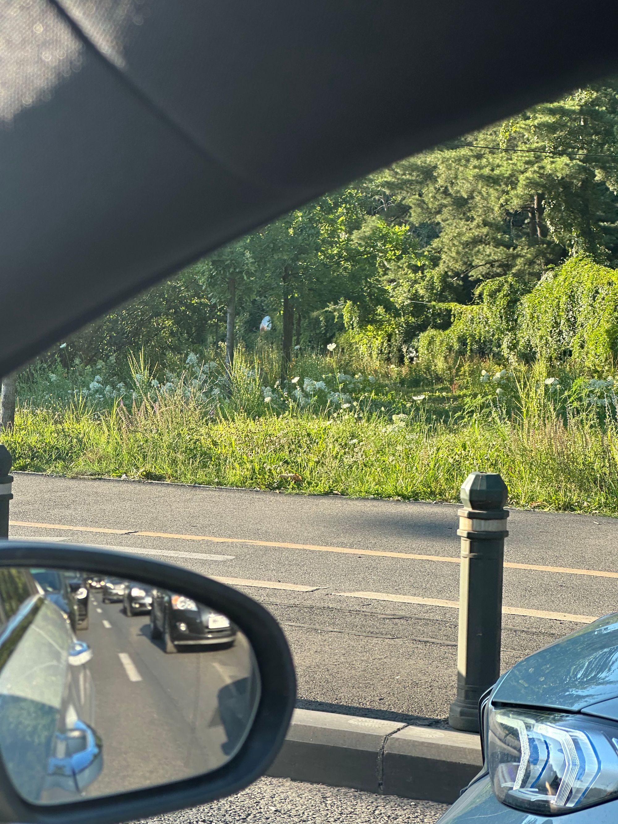 Ambrozie in Bulevardul Mareșal Constantin Prezan 2, București, Municipiul București - IMG_0838.jpeg