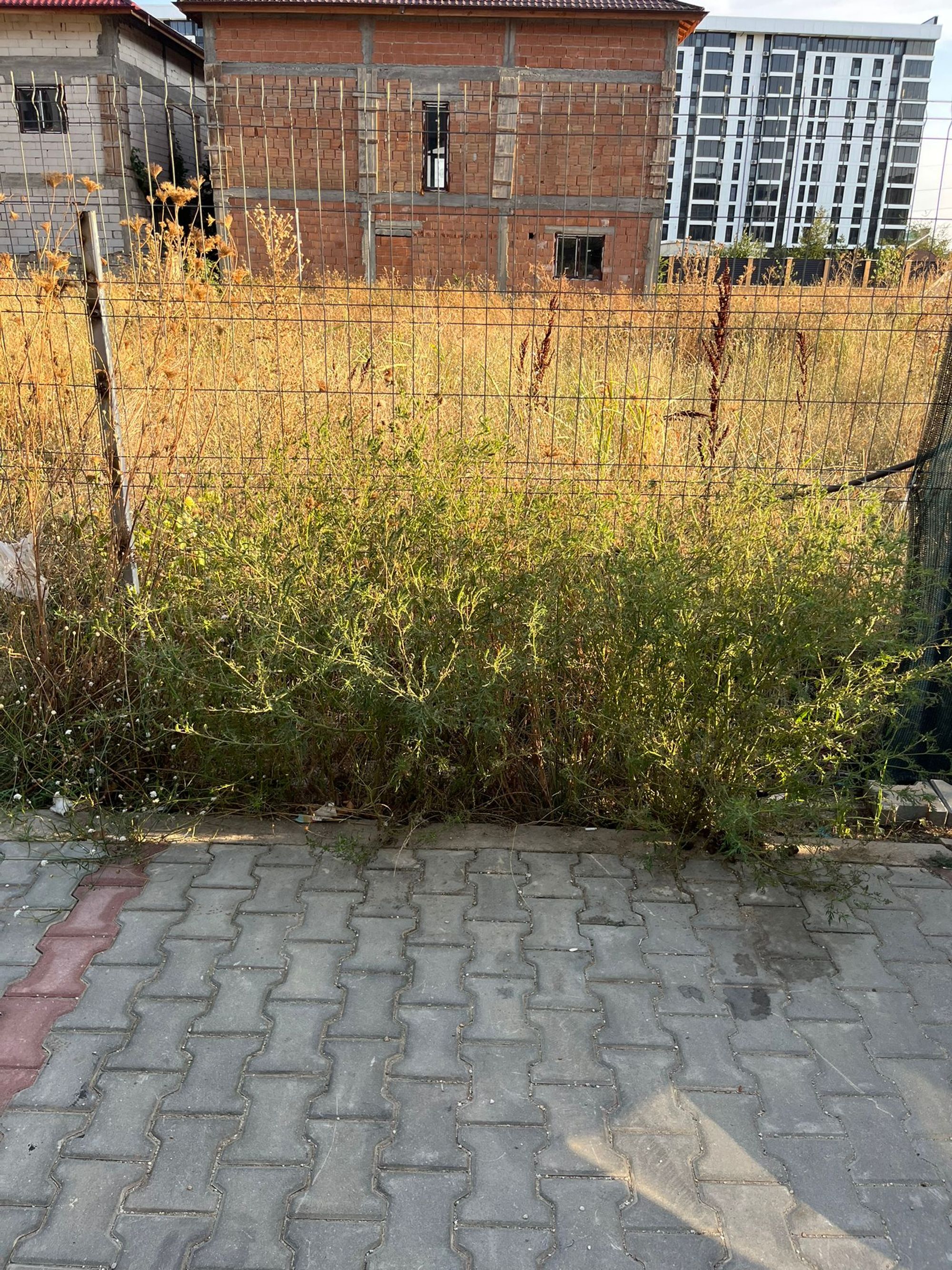 Ambrozie in Strada Sergent Ilie Petre 88, Chiajna, Comuna Chiajna, Județul Ilfov - 636c5bd5-0f71-43d7-ab1a-e4d44ba74743.jpeg