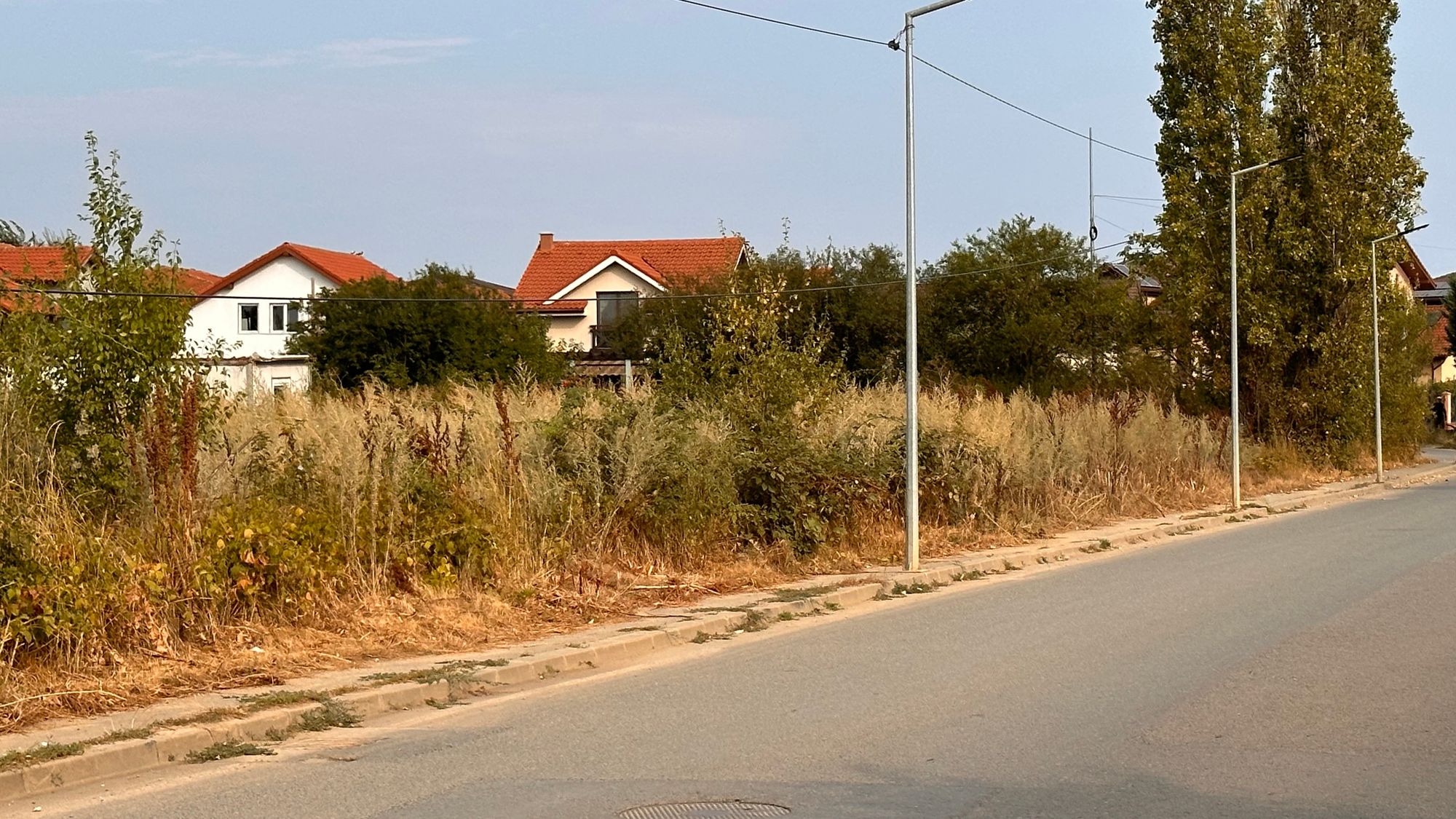 Ambrozie in Strada Câmpul Pipera 77, Voluntari, Oraş Voluntari, Județul Ilfov - IMG_3574.jpeg