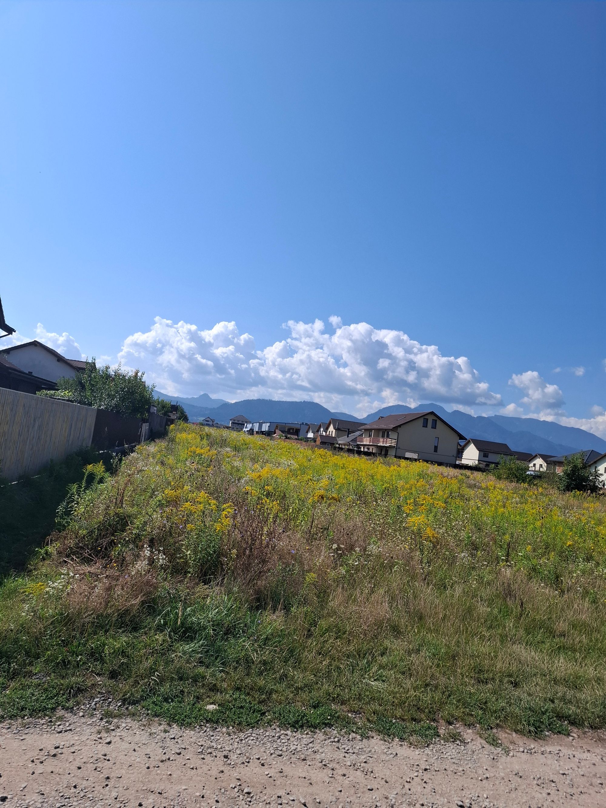 Ambrozie in Strada Salcâmilor 82g, Tărlungeni, Comuna Tărlungeni, Județul Brașov