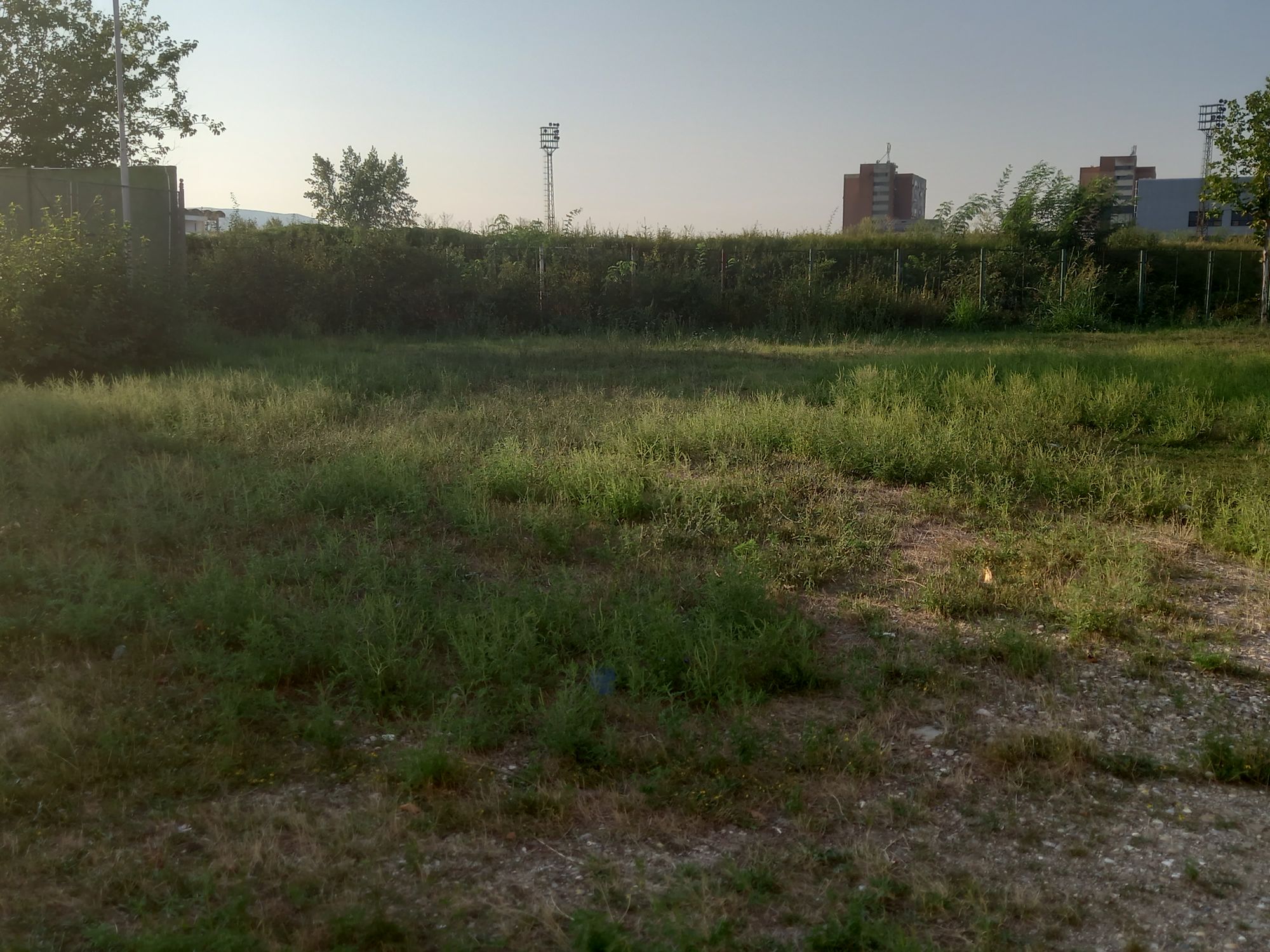 Ambrozie in Strada Crișan 25, Drobeta-Turnu Severin, Municipiu Drobeta-turnu Severin, Județul Mehedinți - inbound6452582593565896318.jpg