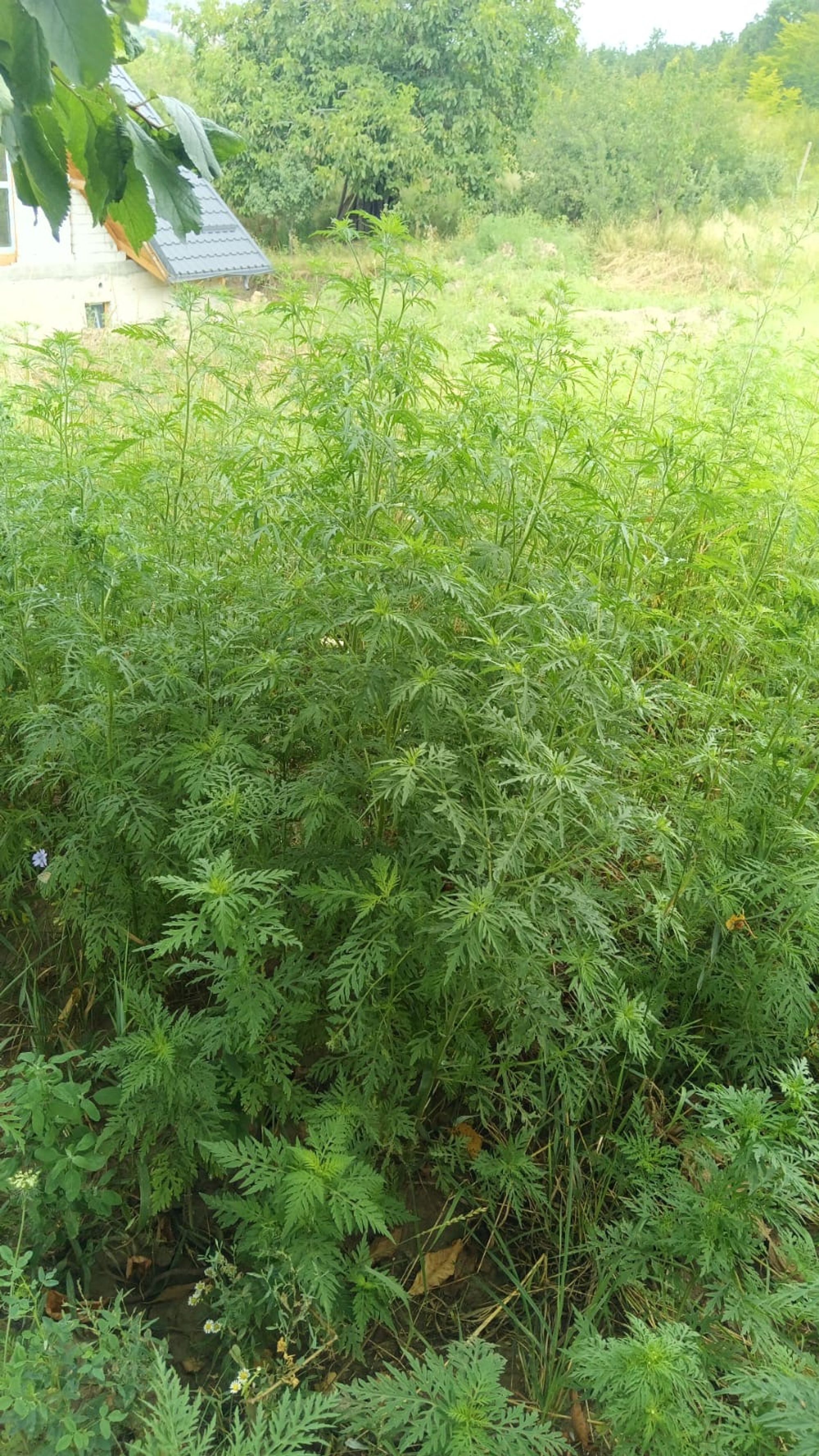 Ambrozie in Ciurea, Comuna Ciurea, Județul Iași - 87d9a6a1-8dad-412b-a3dc-1e3c9aeab09d.jpeg