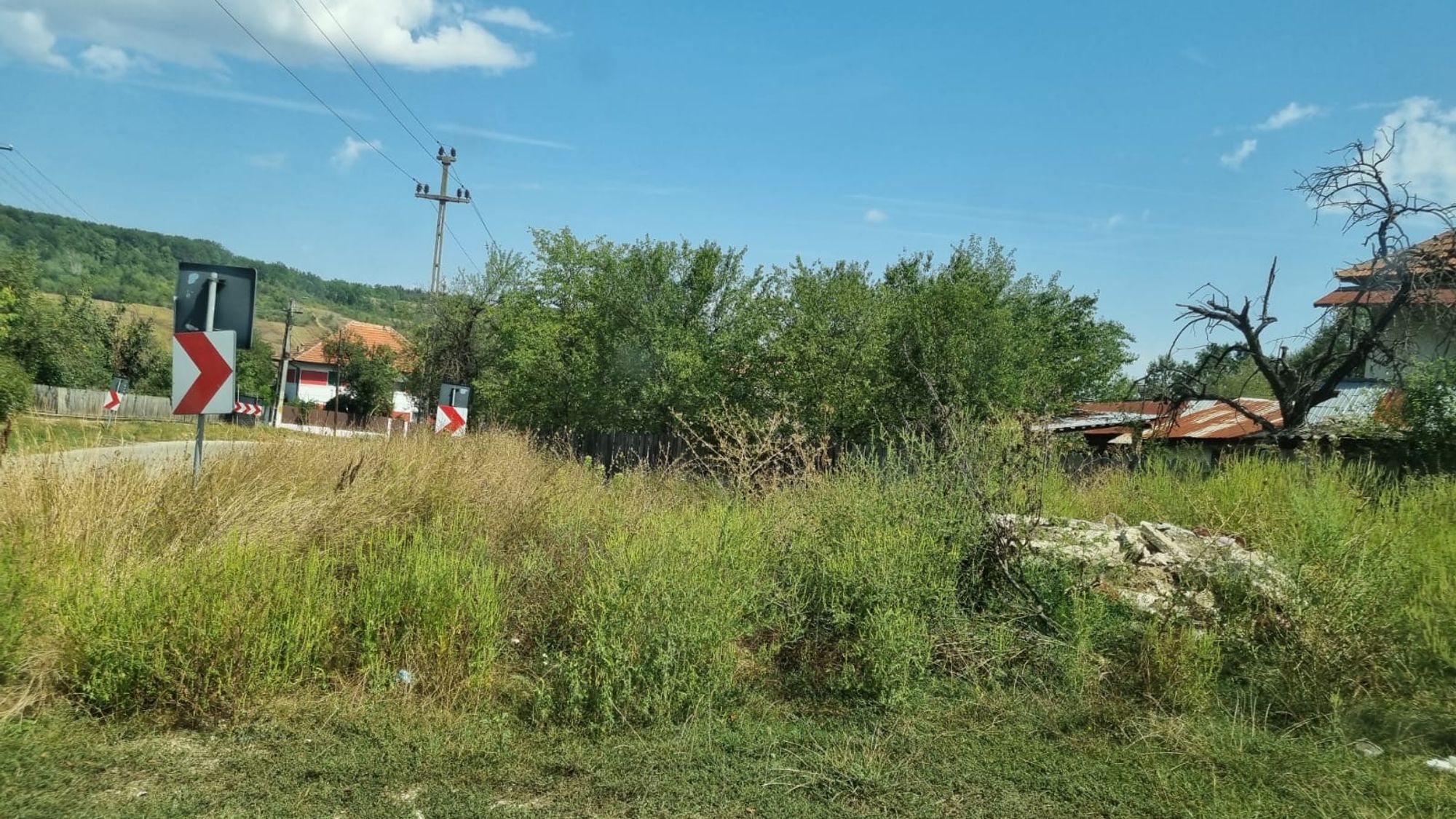 Ambrozie in DJ674B 100, Comuna Borăscu, Județul Gorj