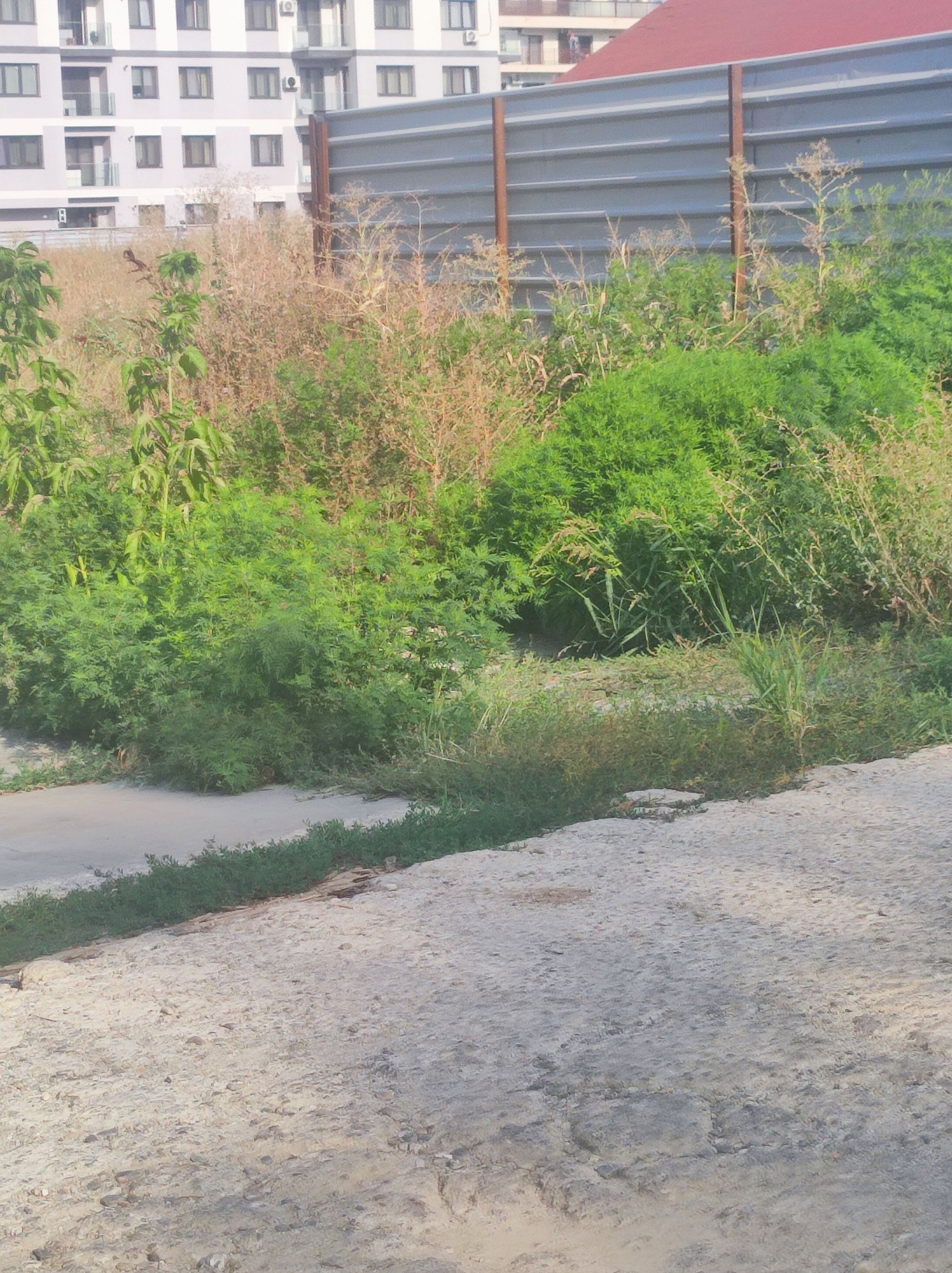 Ambrozie in Strada Valea Oltului 197, București, Municipiul București - inbound3753312266232361703.jpg