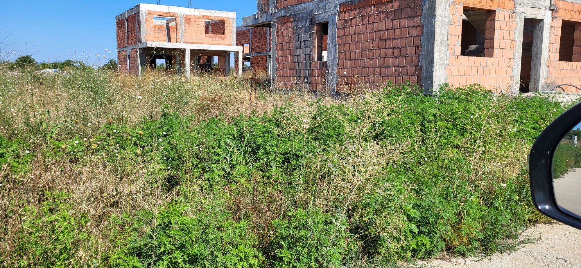 Ambrozie in Strada Gării Baloteşti 58-62, Otopeni, Oraş Otopeni, Județul Ilfov - 20240728_164310.jpg