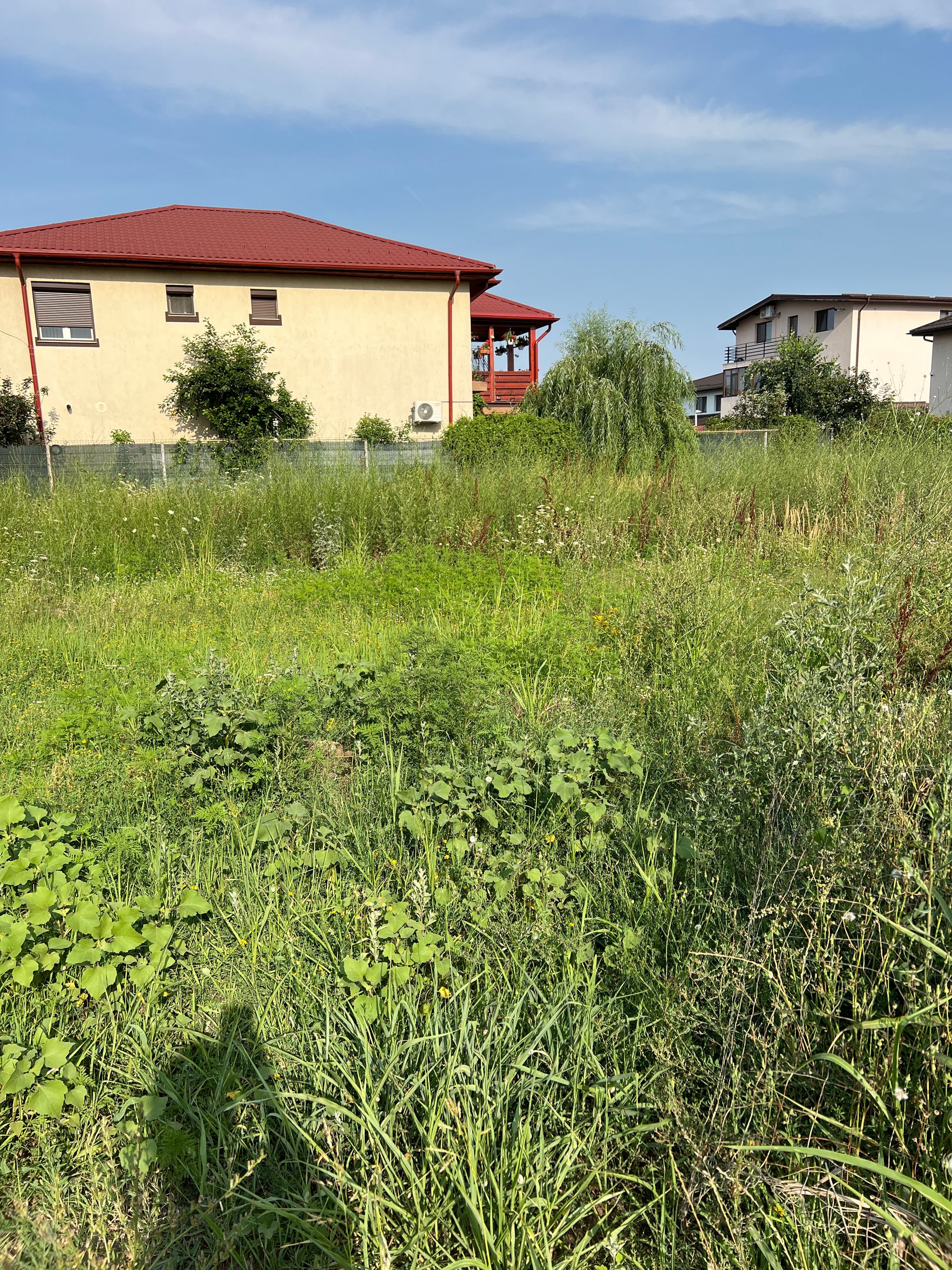 Ambrozie in Strada Acvilei 25, Roșu, Comuna Chiajna, Județul Ilfov - image.jpg