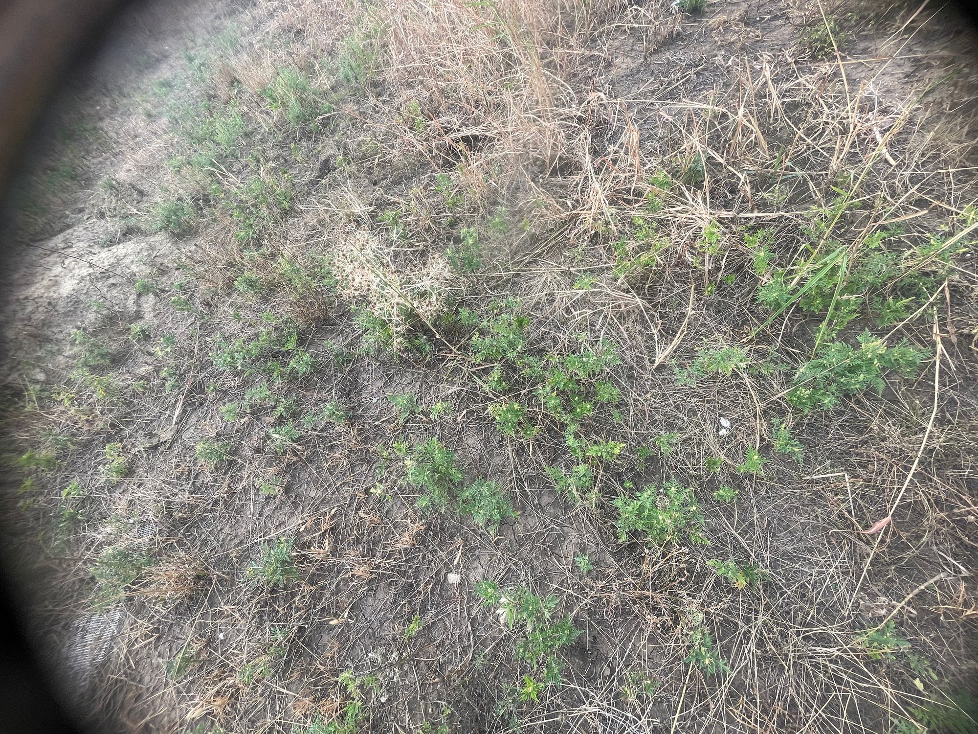 Ambrozie in Strada Podișului 90, Iași, Municipiu Iaşi, Județul Iași - IMG_6208.jpeg