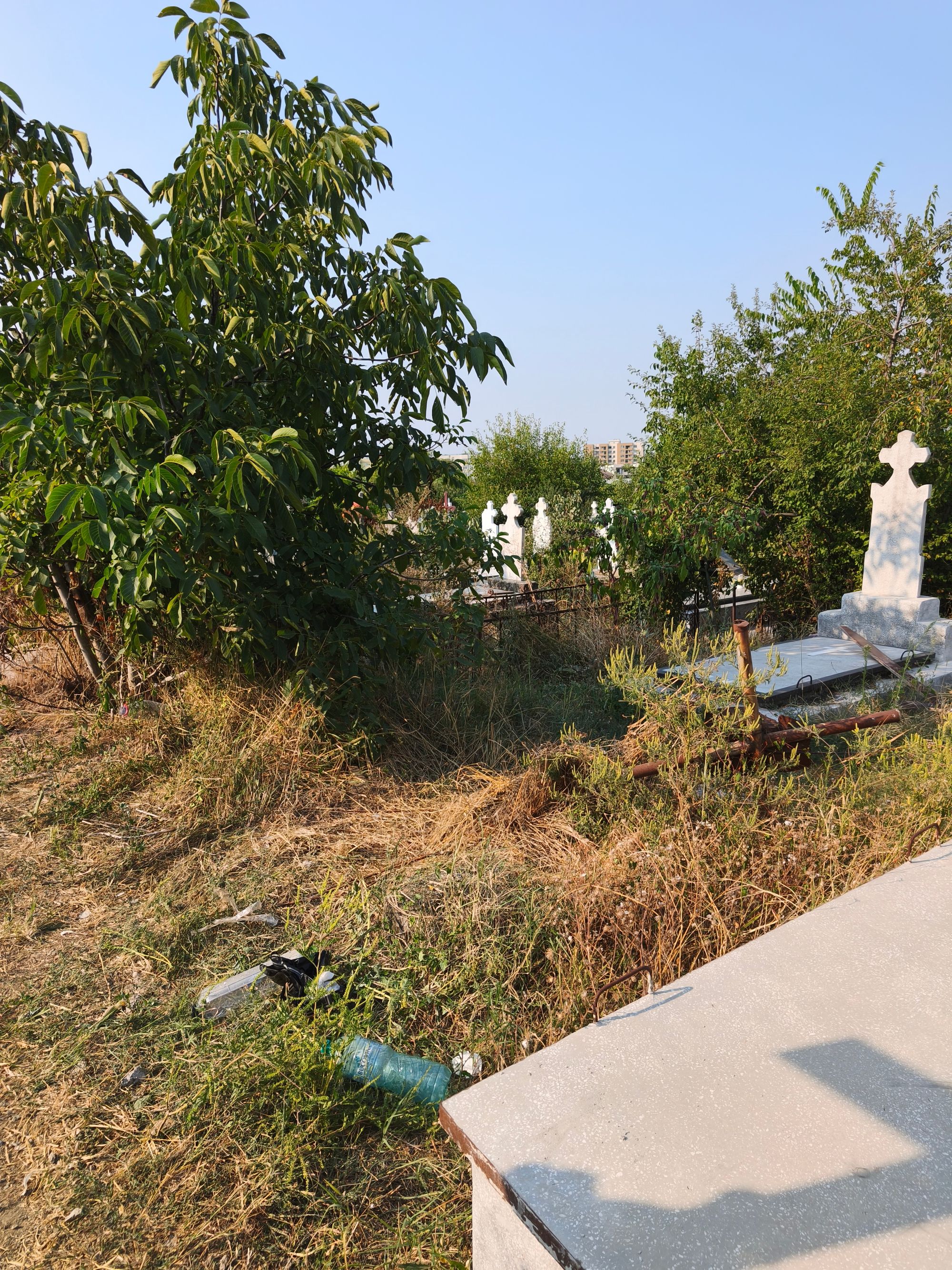 Ambrozie in Craiova, Municipiu Craiova, Județul Dolj - inbound6966418394920315235.jpg