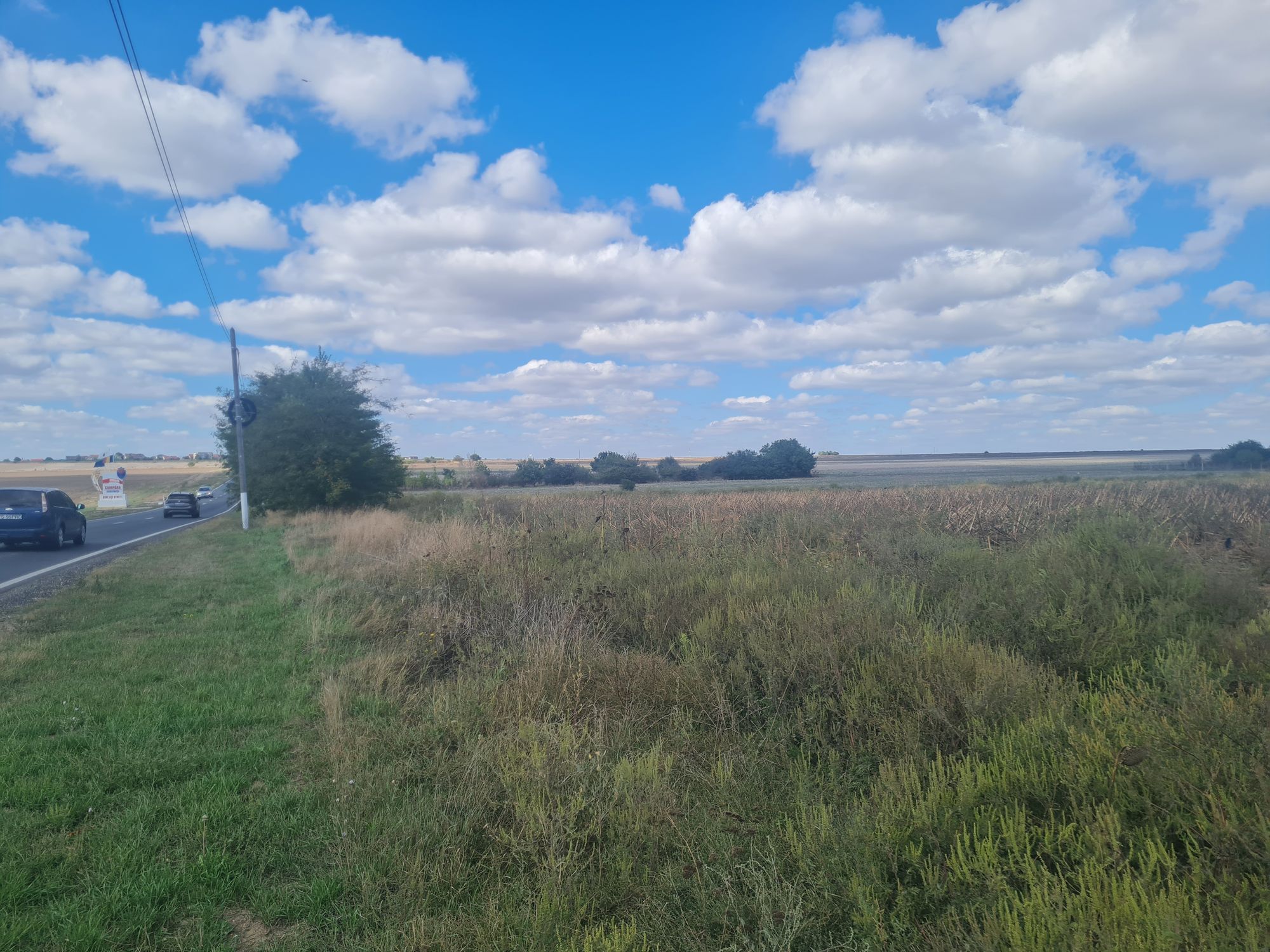 Ambrozie in Constanța, Municipiul Constanța, Județul Constanța - 20250922_113057.jpg