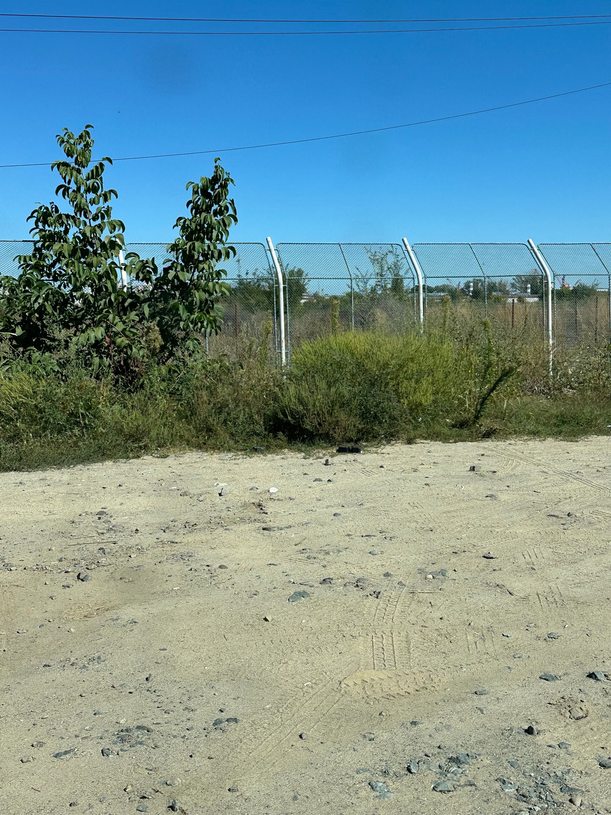 Ambrozie in Șoseaua de Centură 1B, Brăila, Municipiu Brăila, Județul Brăila - IMG_7110.jpeg