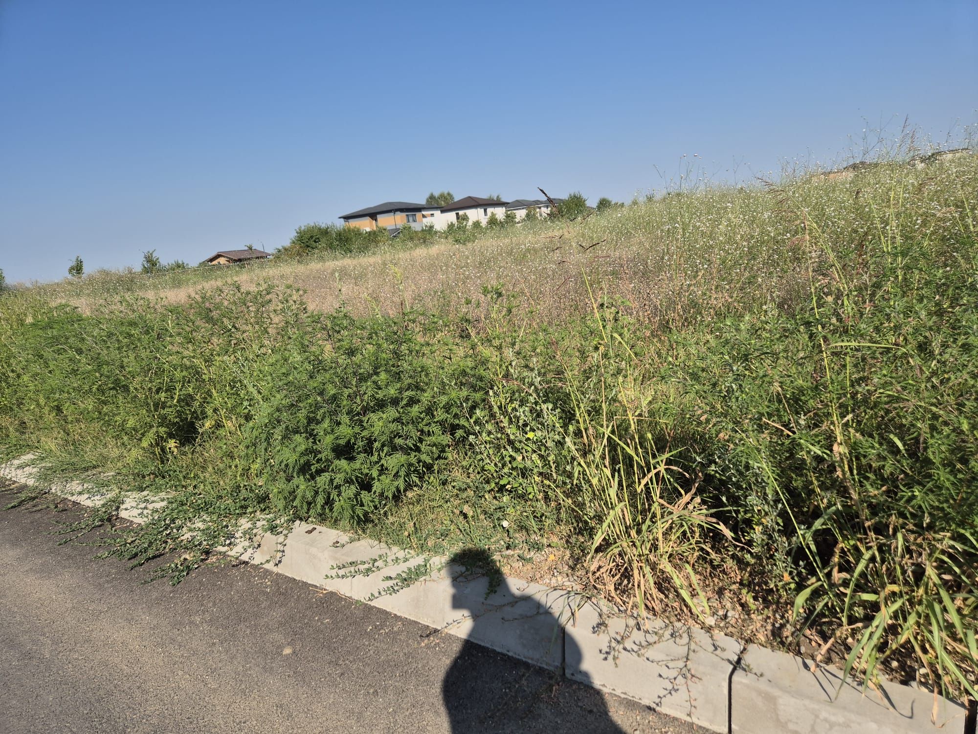 Ambrozie marcată de Istrate Mihaela în Strada Traian Vuia 32, Ilfov, Oraș Otopeni, Județul Ilfov