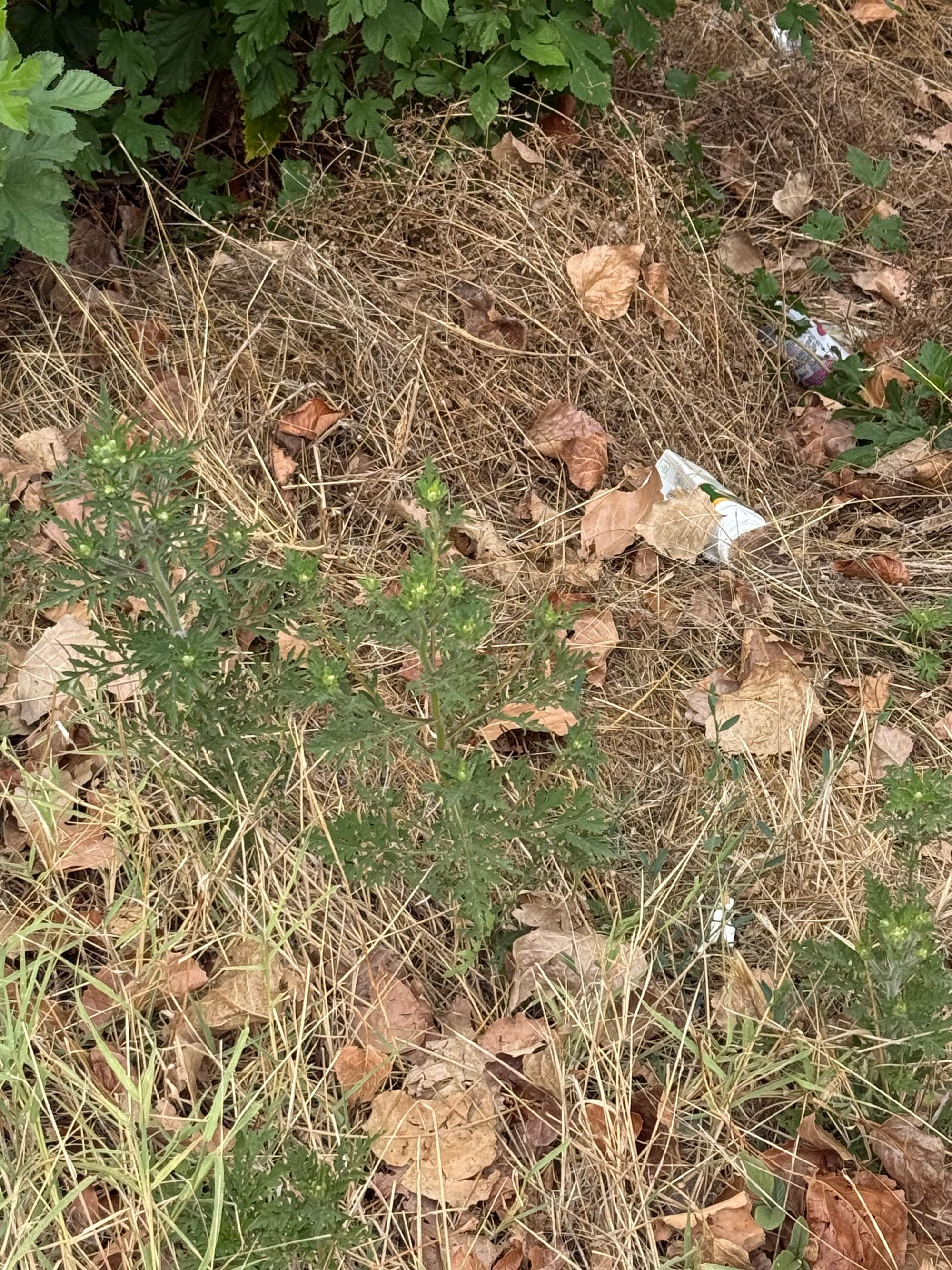 Ambrozie in Călărași, Municipiu Călăraşi, Județul Călărași - IMG_3886.jpeg