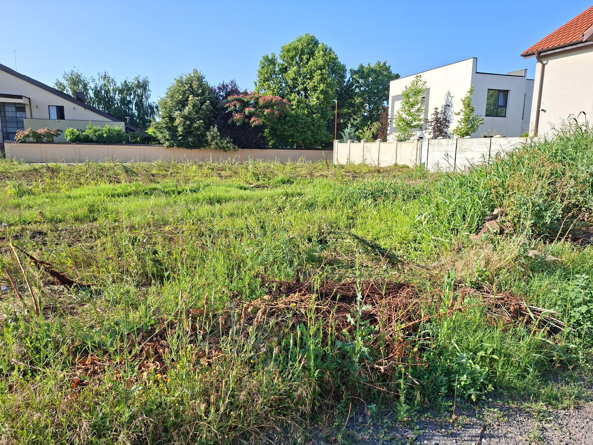 Ambrozie in Strada Mărgelelor 077025, Bragadiru, Oraș Bragadiru, Județul Ilfov - 20260706_082019.jpg