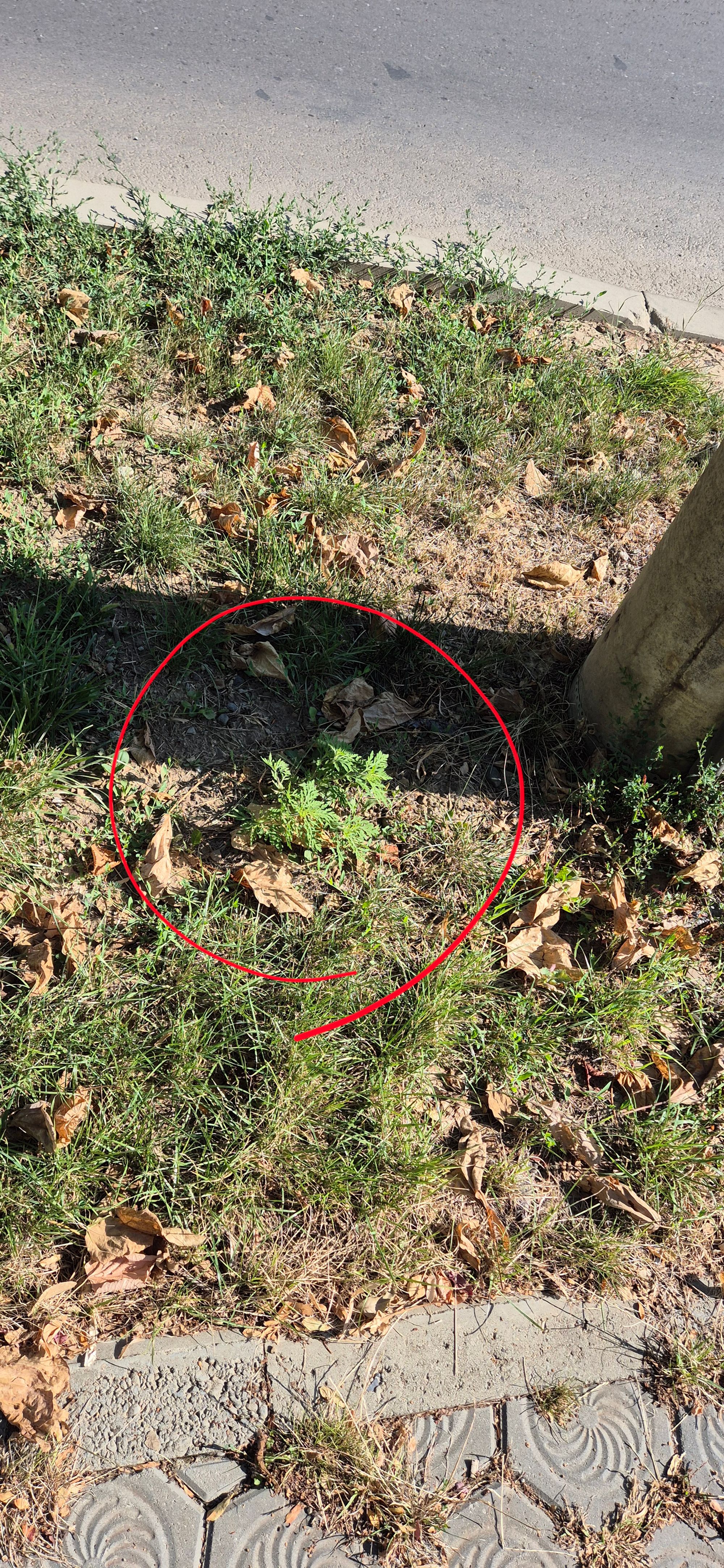 Ambrozie in Strada Vasile Lupu 142A, Iași, Municipiu Iași, Județul Iași