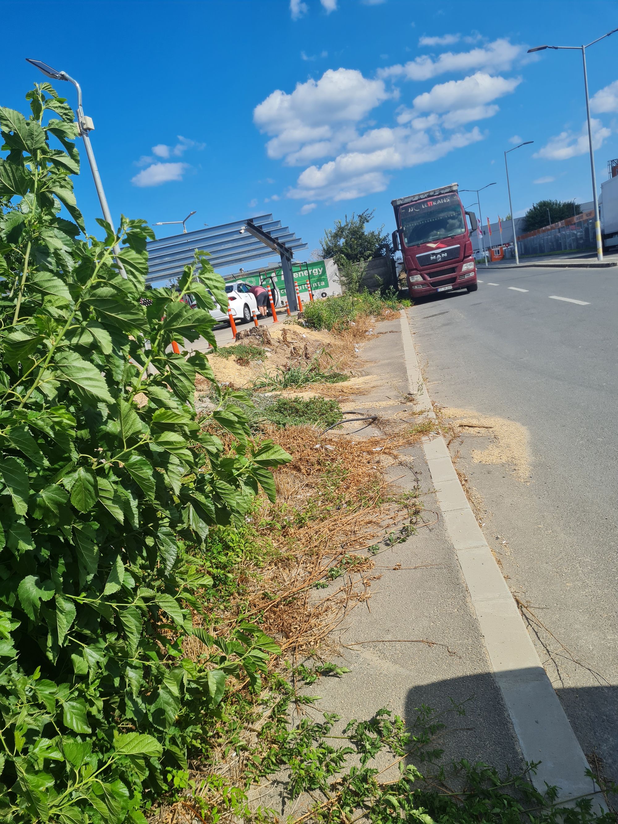 Ambrozie in Bulevardul Aurel Vlaicu 144, Constanța, Municipiul Constanța, Județul Constanța - 20250901_145411.jpg