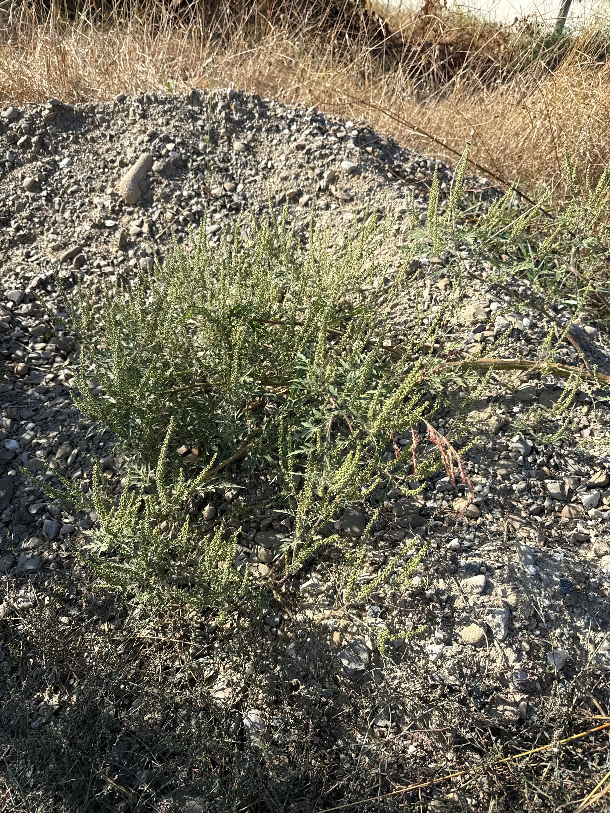 Ambrozie in Strada Bălții 41, Tunari, Comuna Tunari, Județul Ilfov - image.jpg