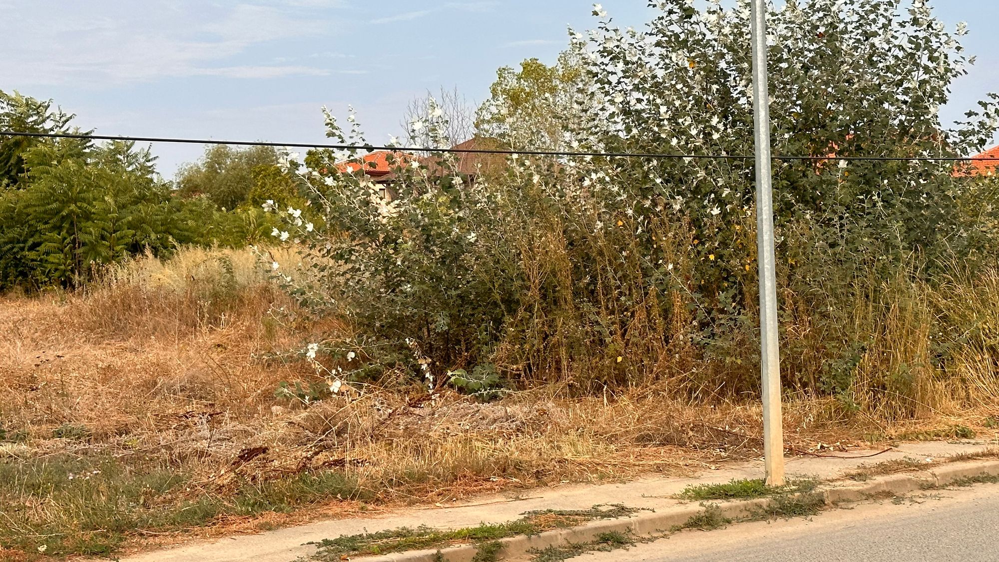 Ambrozie in Strada Câmpul Pipera 77, Voluntari, Oraş Voluntari, Județul Ilfov - IMG_3573.jpeg