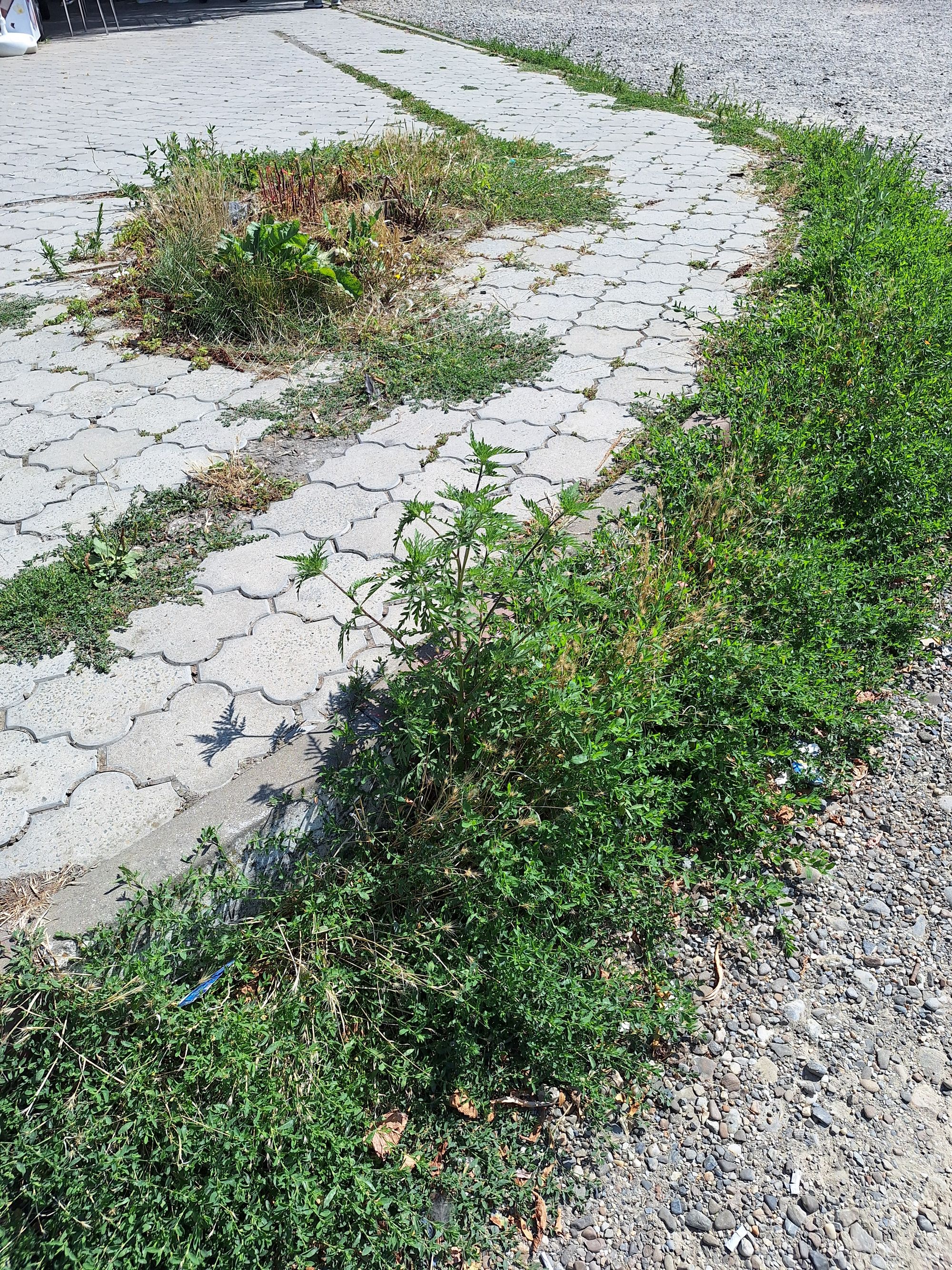 Ambrozie in Strada Gării, Bacău, Municipiu Bacău, Județul Bacău - 20250813_144549.jpg