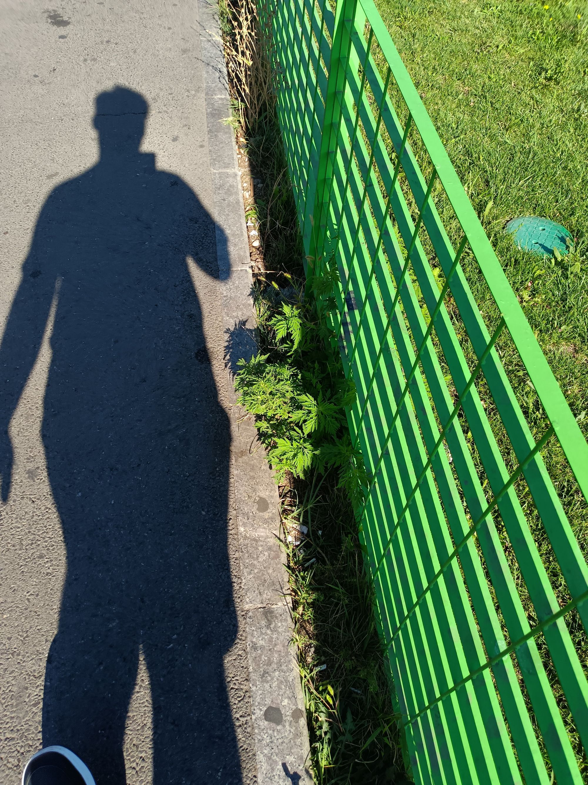 Ambrozie in București, Municipiul București - IMG-20250915-WA0001.jpg