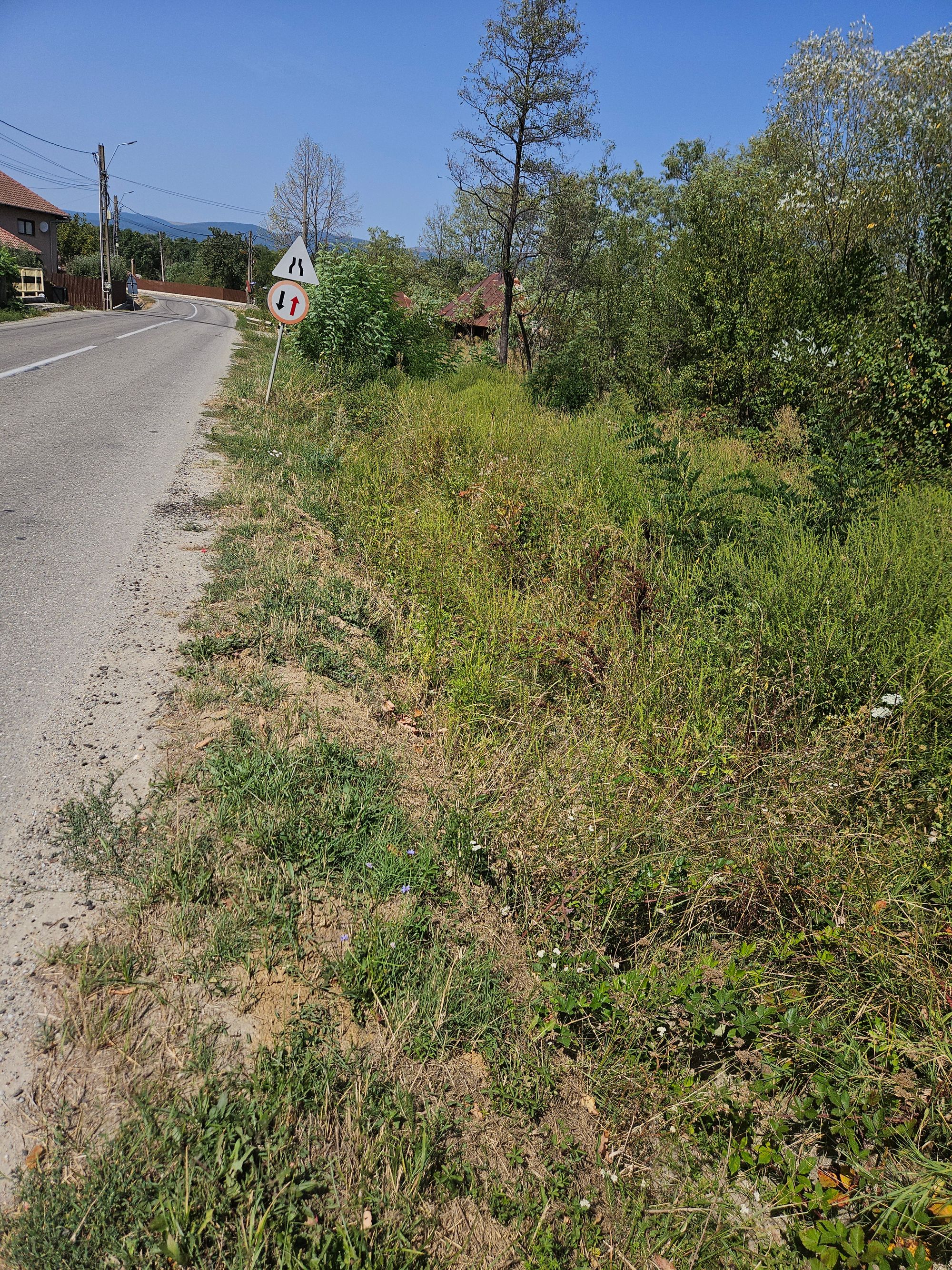 Ambrozie in DJ665D 717, Novaci, Oraş Novaci, Județul Gorj - 20250830_132223.jpg