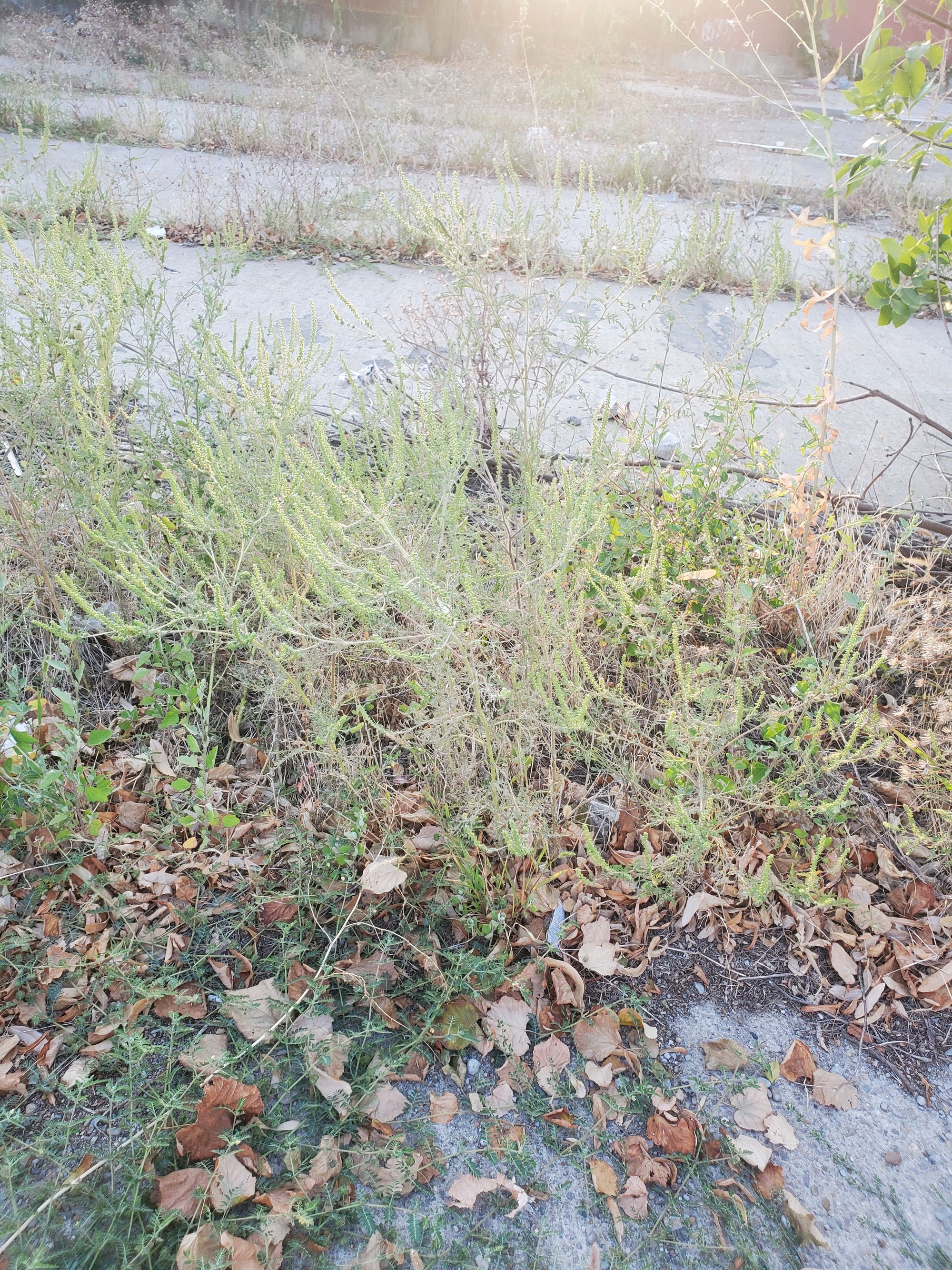 Ambrozie in Bulevardul George Coșbuc Nr 257, Galați, Municipiu Galaţi, Județul Galați - 20250910_183411.jpg