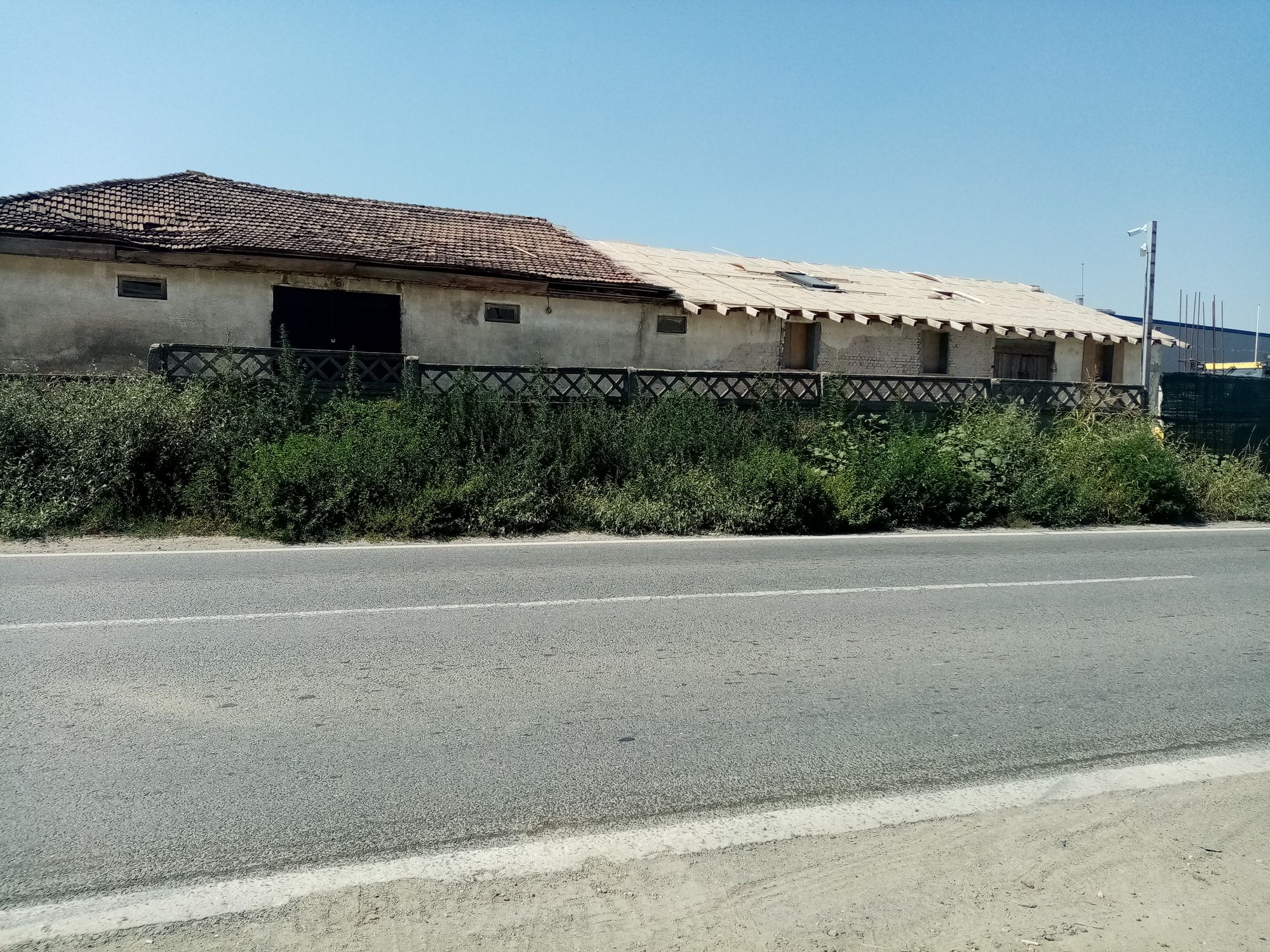 Ambrozie in Șoseaua Națională I3, Ovidiu, Oraş Ovidiu, Județul Constanța - IMG_20230828_130615.jpg