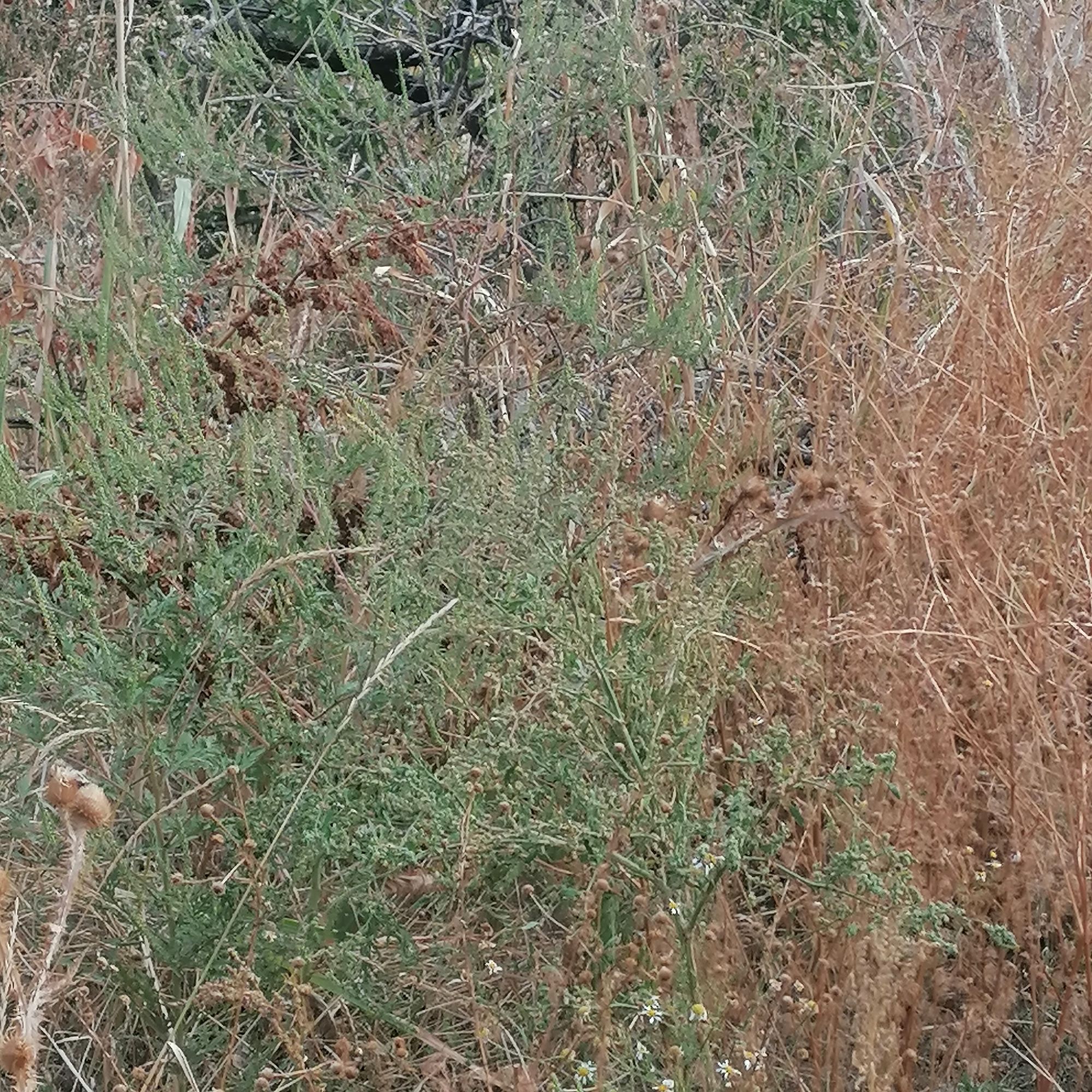 Ambrozie in Strada Jiului 149a, București, Municipiul București - IMG_20250911_101831.jpg