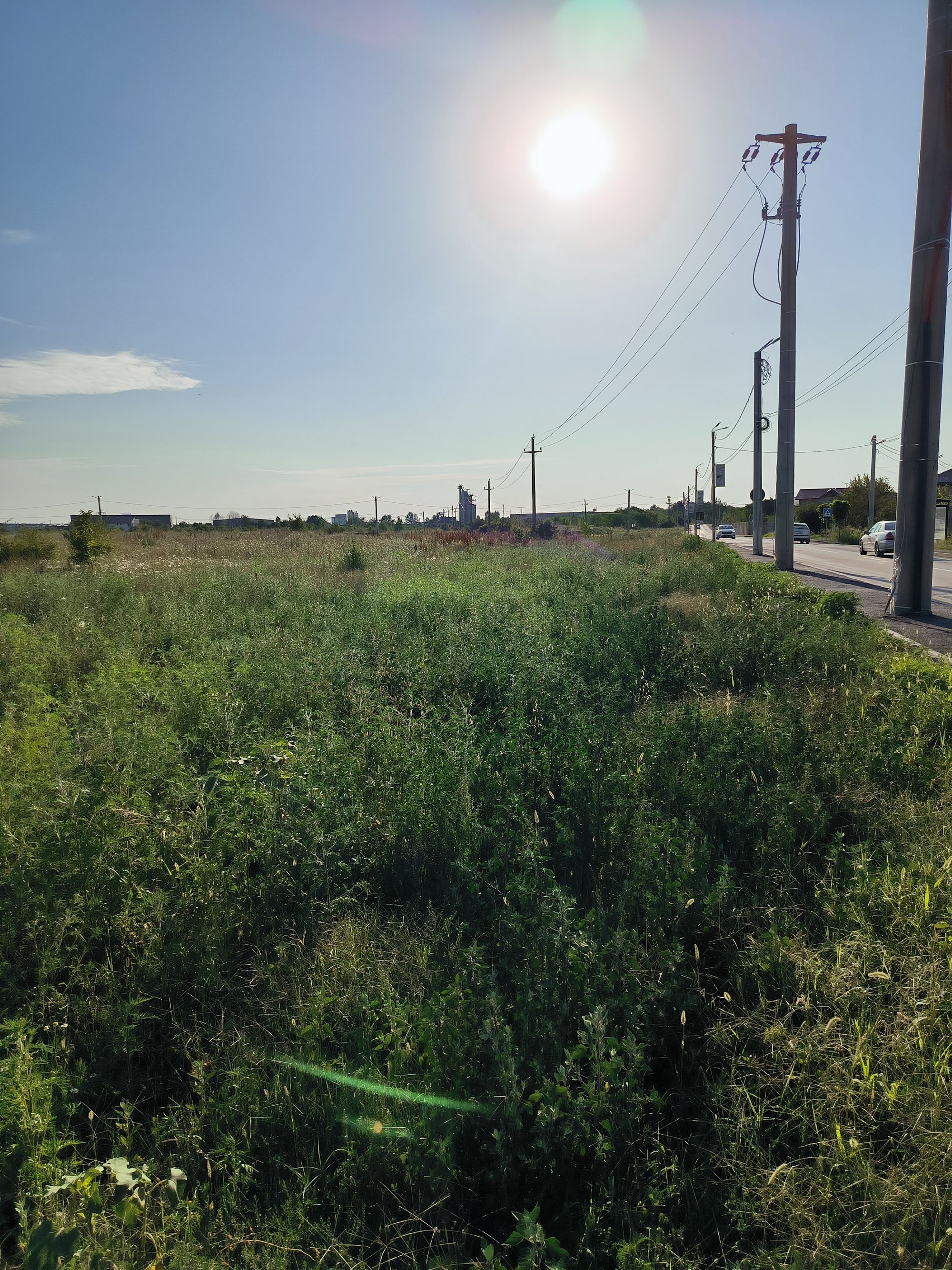 Ambrozie in Strada Sergent Ilie Petre 4, Chiajna, Comuna Chiajna, Județul Ilfov - IMG_20230722_184054.jpg