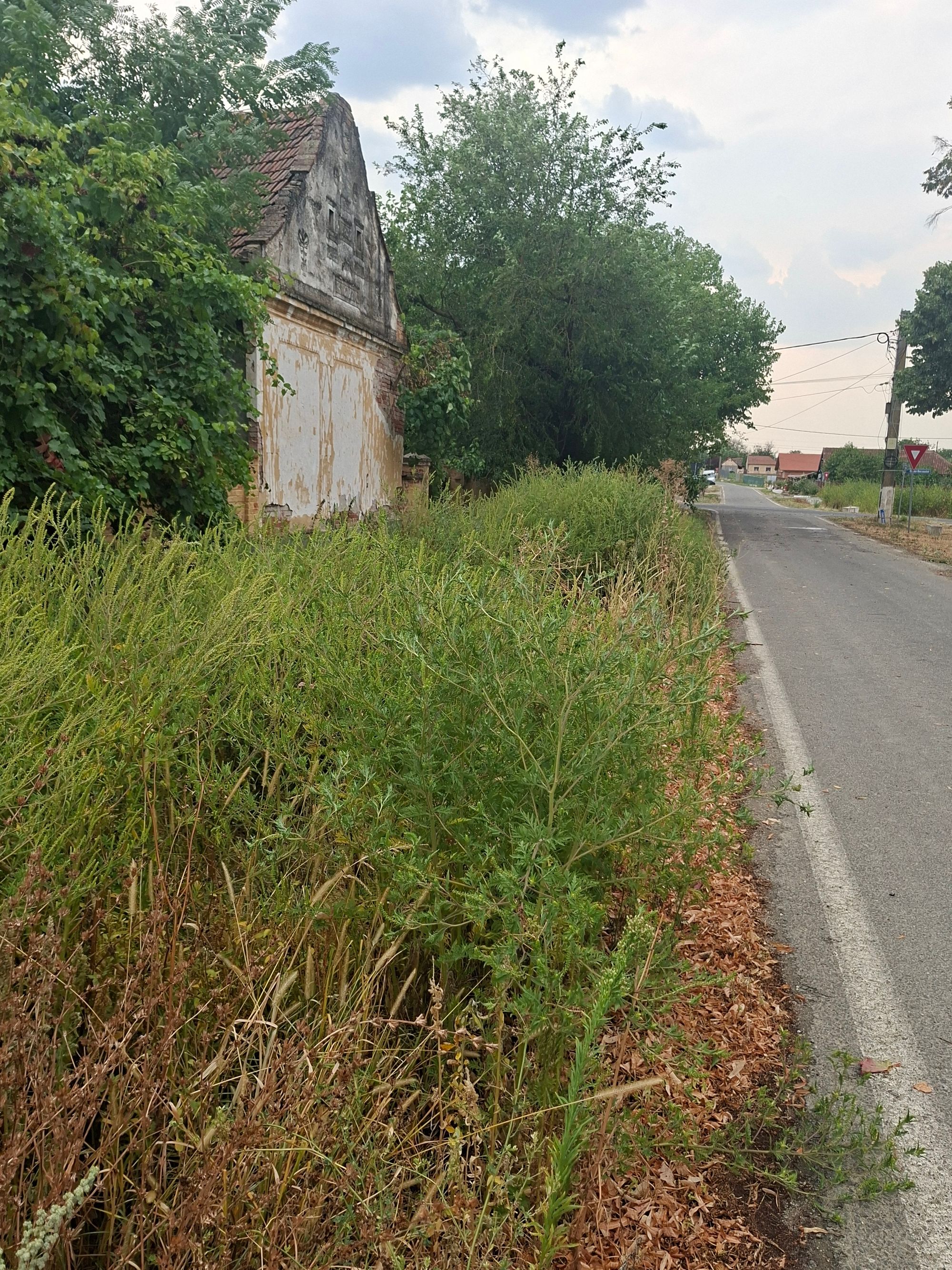 Ambrozie in DC147 312, Bazoș, Oraș Recaș, Județul Timiș
