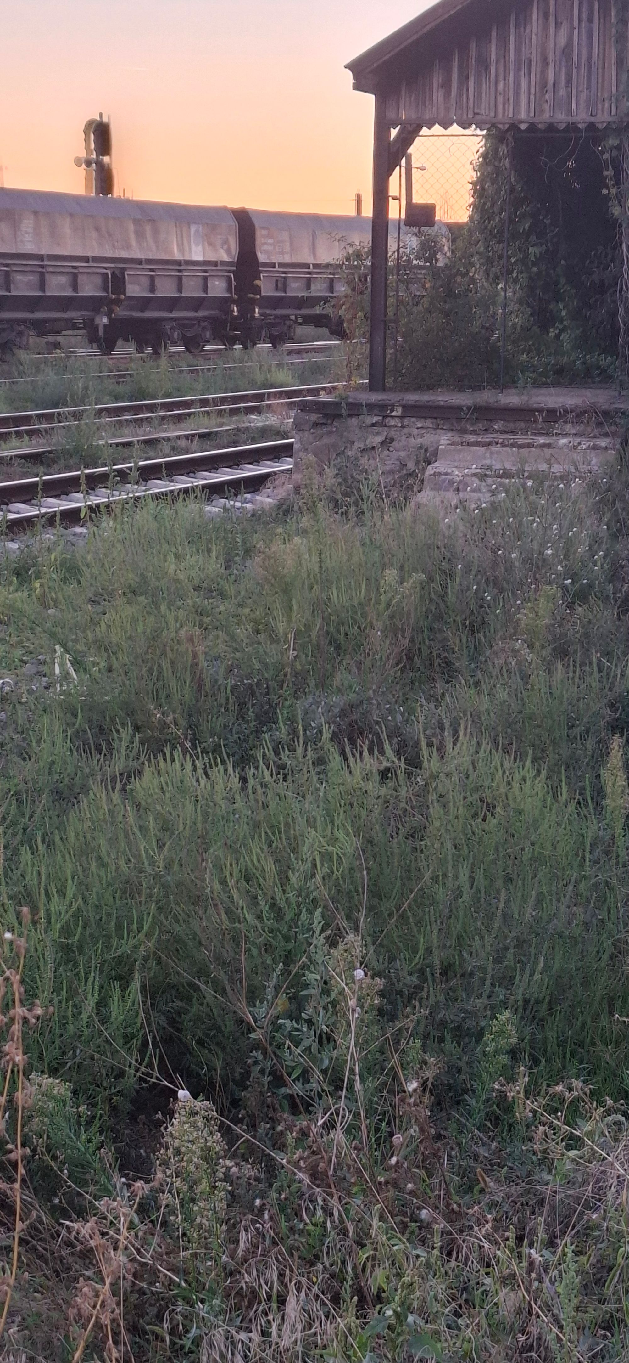 Ambrozie in Strada Bucla Gării ,Golești, Oraș Ștefănești, Județul Argeș - 20260906_194642.jpg