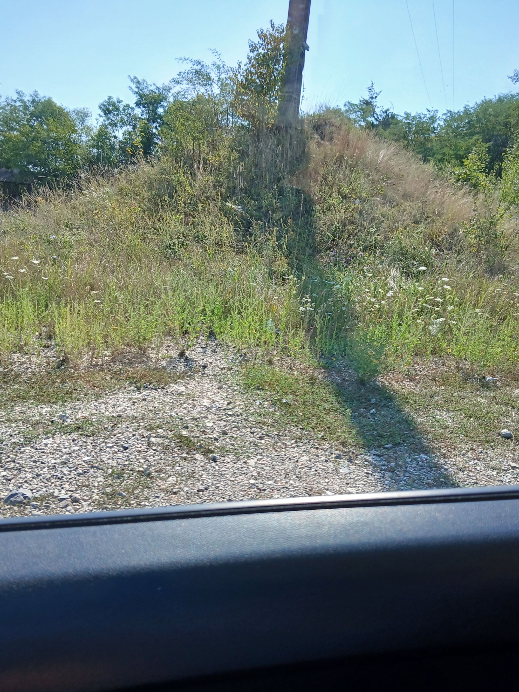 Ambrozie in Strada Lugojului 79, Dobra, Comuna Dobra, Județul Hunedoara - 20250817_104739.jpg