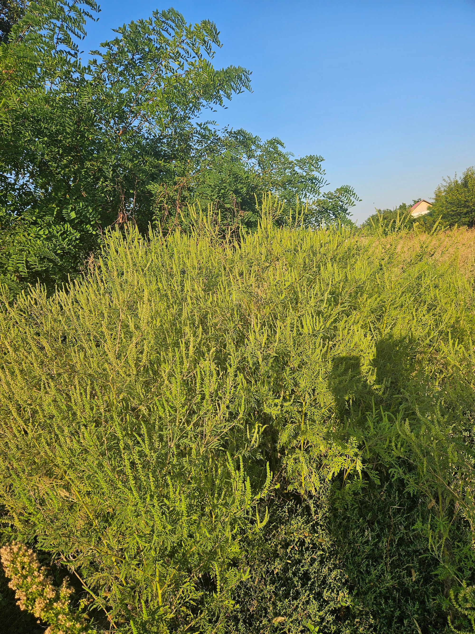 Ambrozie in DN61 21, Găești, Oraș Găești, Județul Dâmbovița