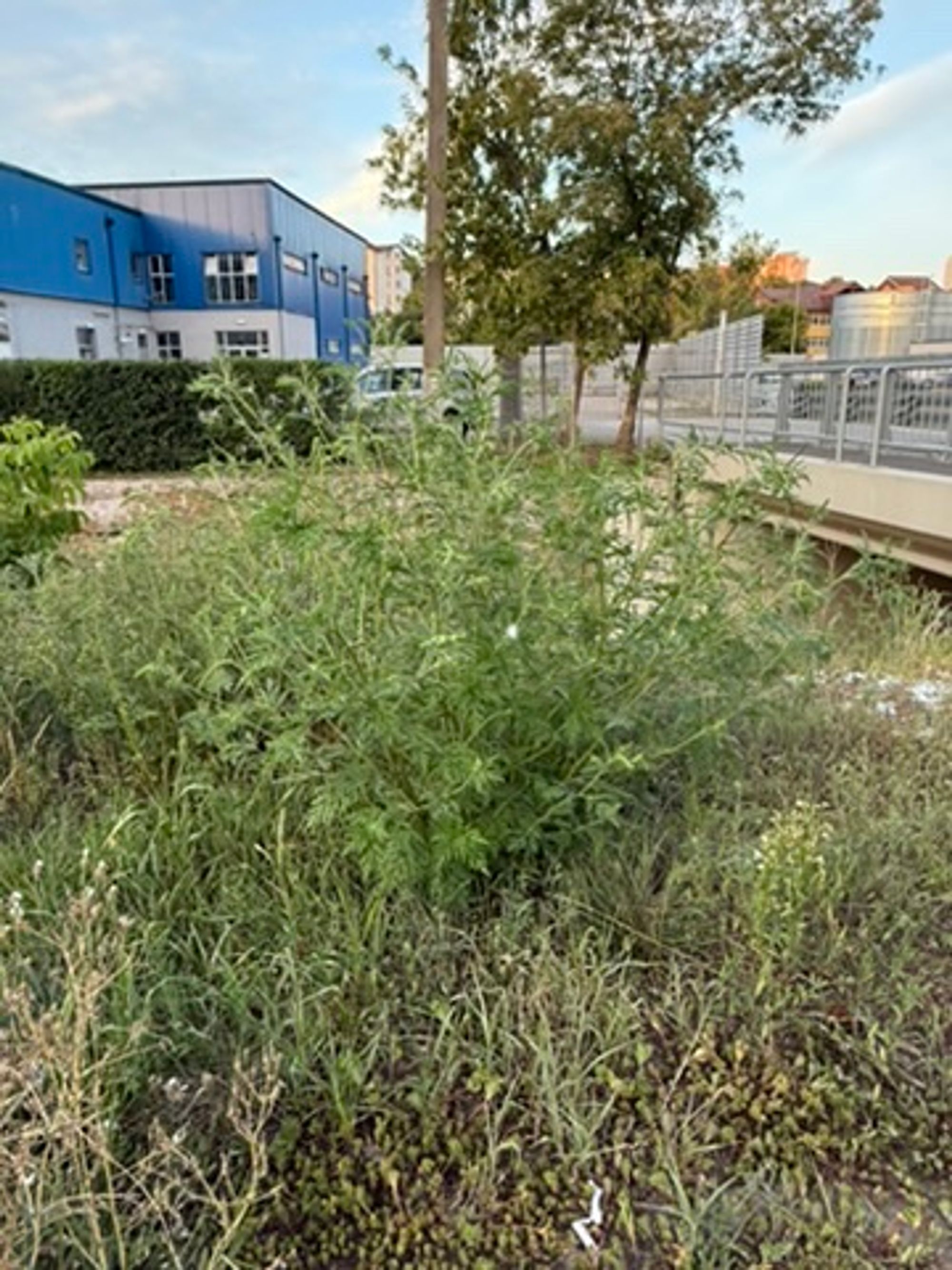 Ambrozie in Strada Ignat 4, Iași, Municipiu Iaşi, Județul Iași - 84B2A3F0-B4DC-4F80-BFBC-F74D5773A0DF_4_5005_c.jpeg