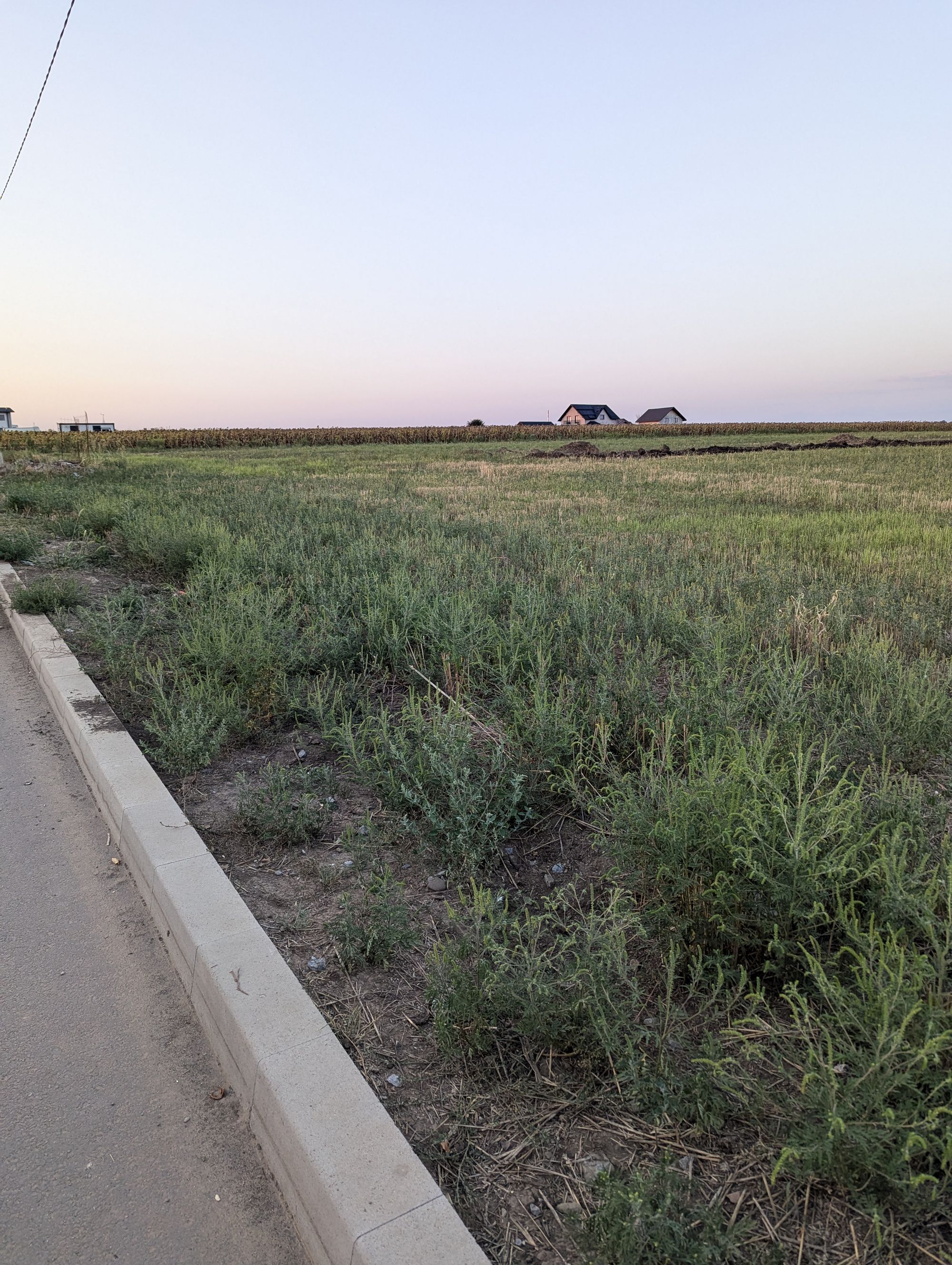 Ambrozie in Tudor Arghezi 1, Valea Lupului, Comuna Valea Lupului, Județul Iași - 1000018185.jpg