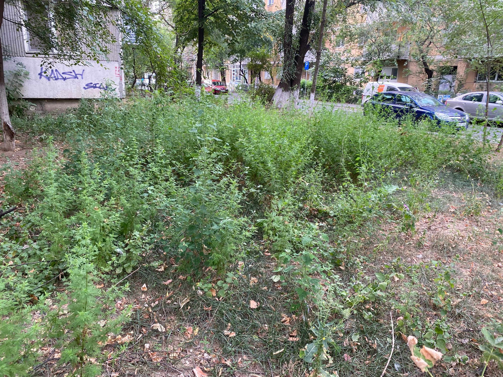Ambrozie in Strada Dreptății 8, București, Municipiul București - IMG_5326.jpeg